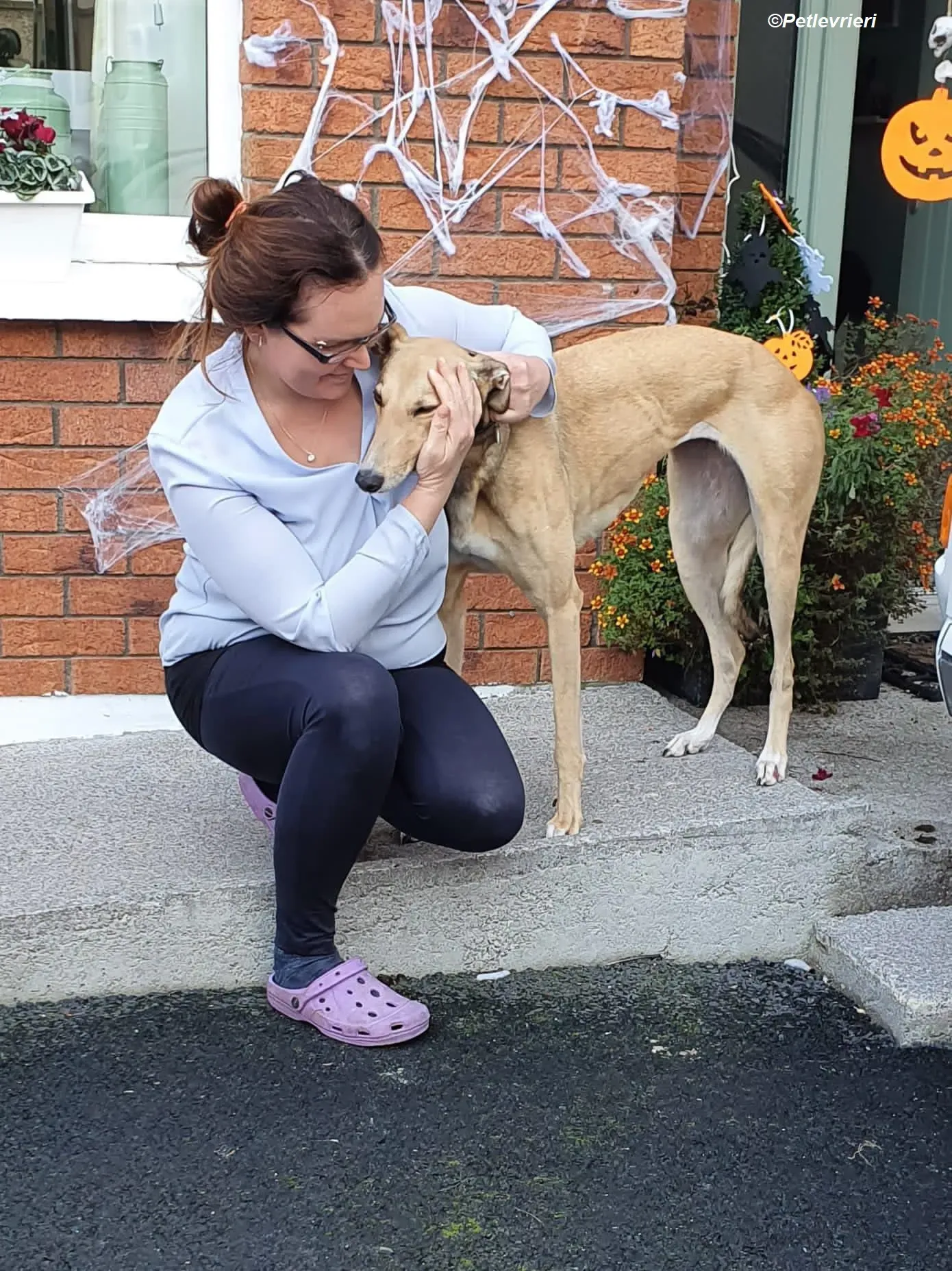 Raya adozione levrieri greyhound 2