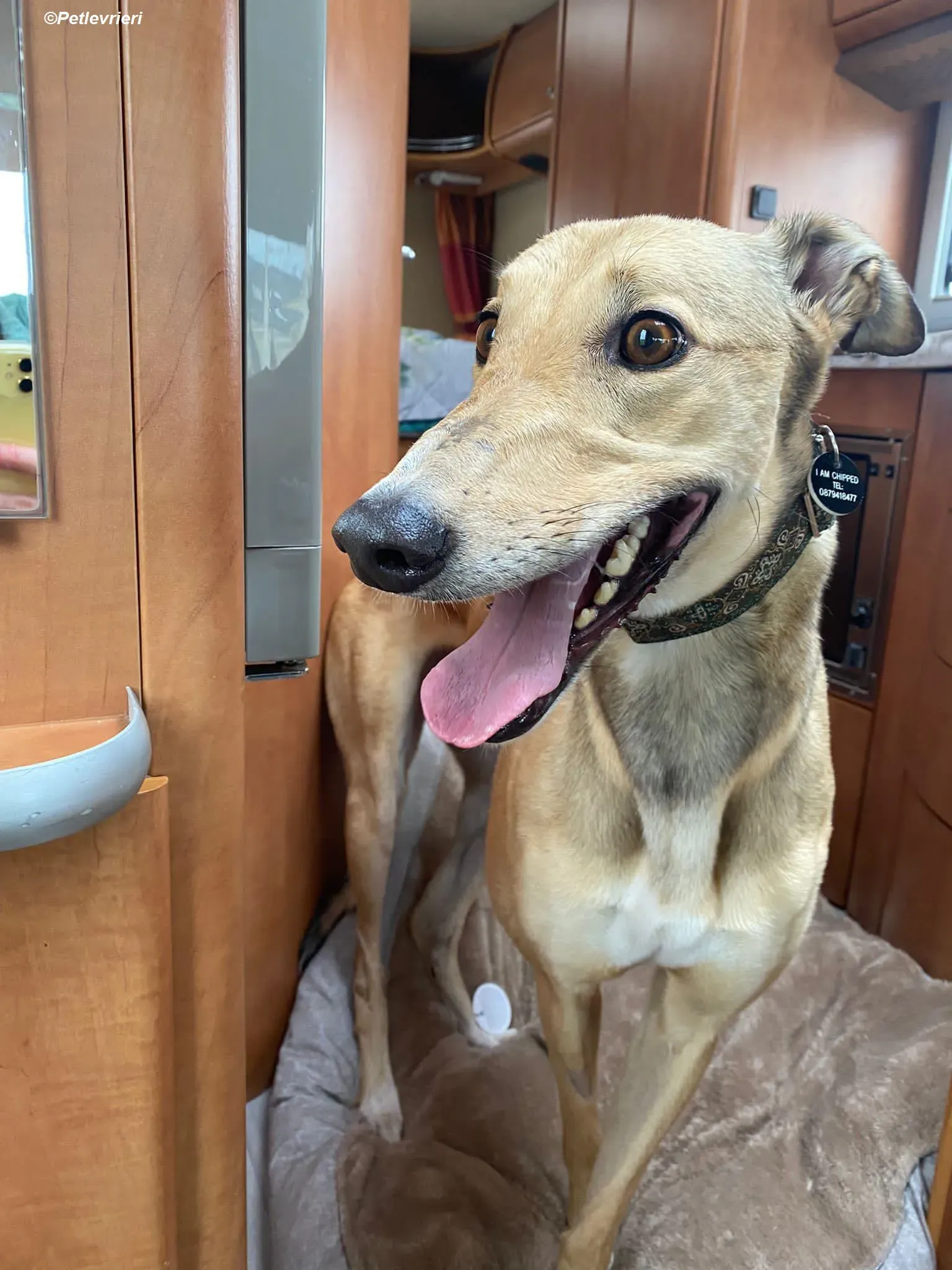 Raya adozione levrieri greyhound 3