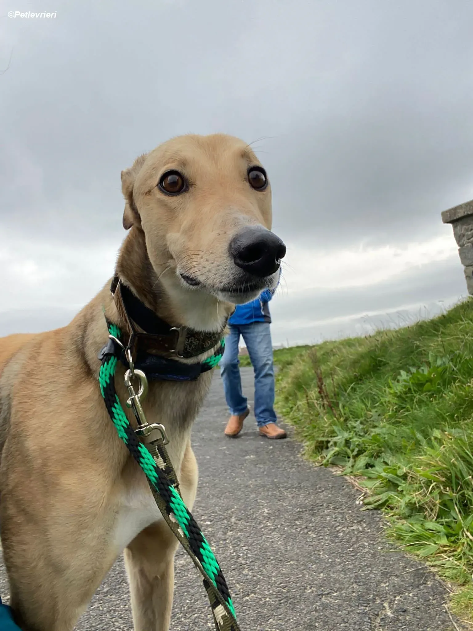 Raya adozione levrieri greyhound 4