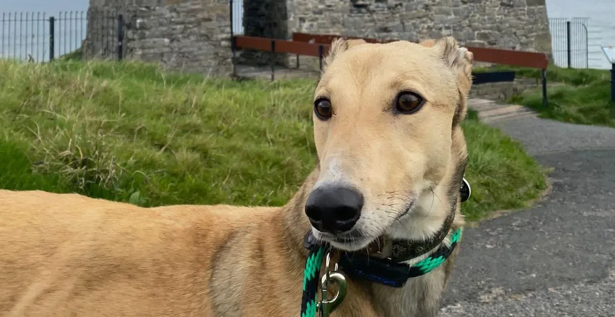 Raya adozione levrieri greyhound 5 e1635507891876