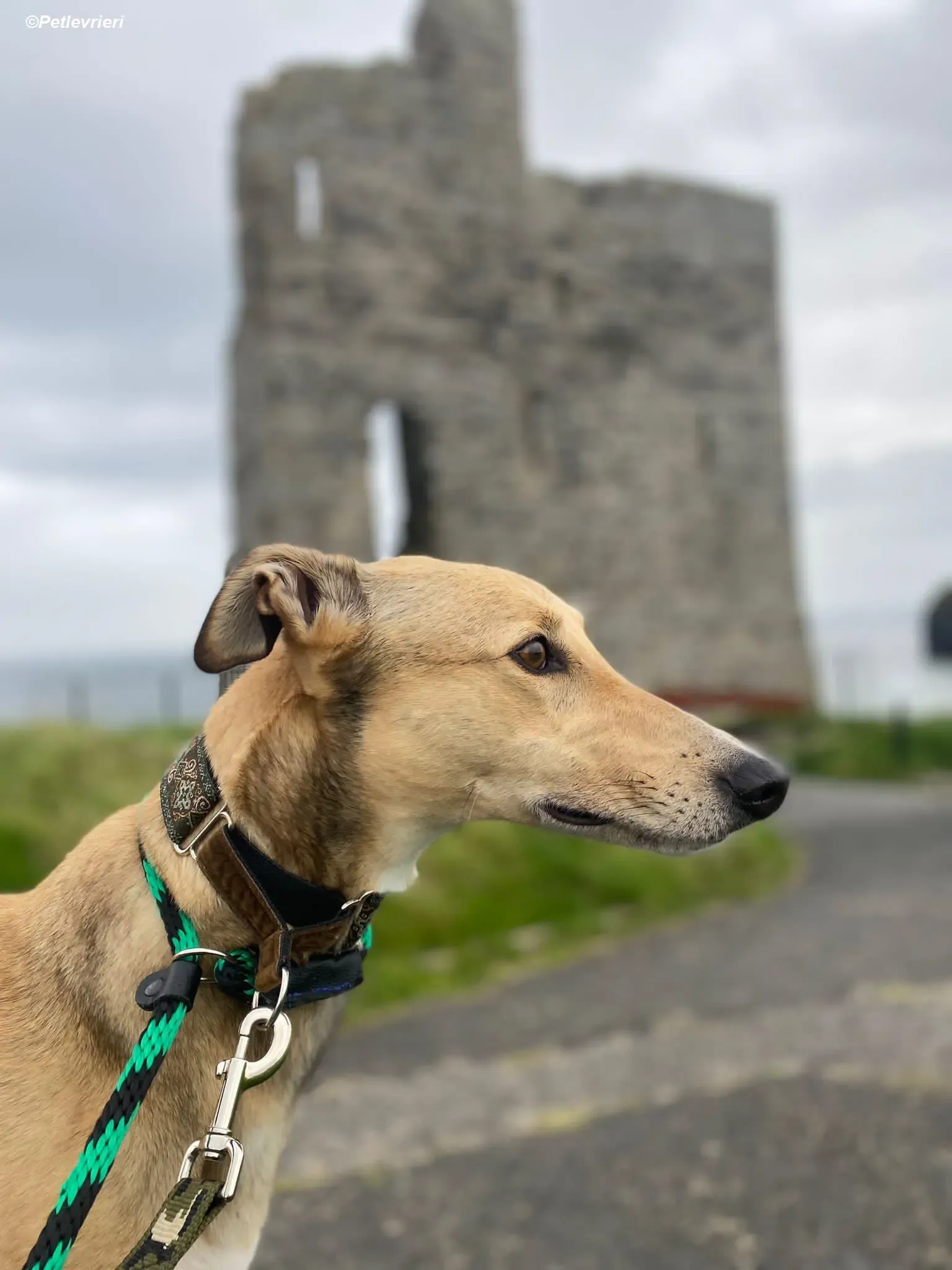 Raya adozione levrieri greyhound 6