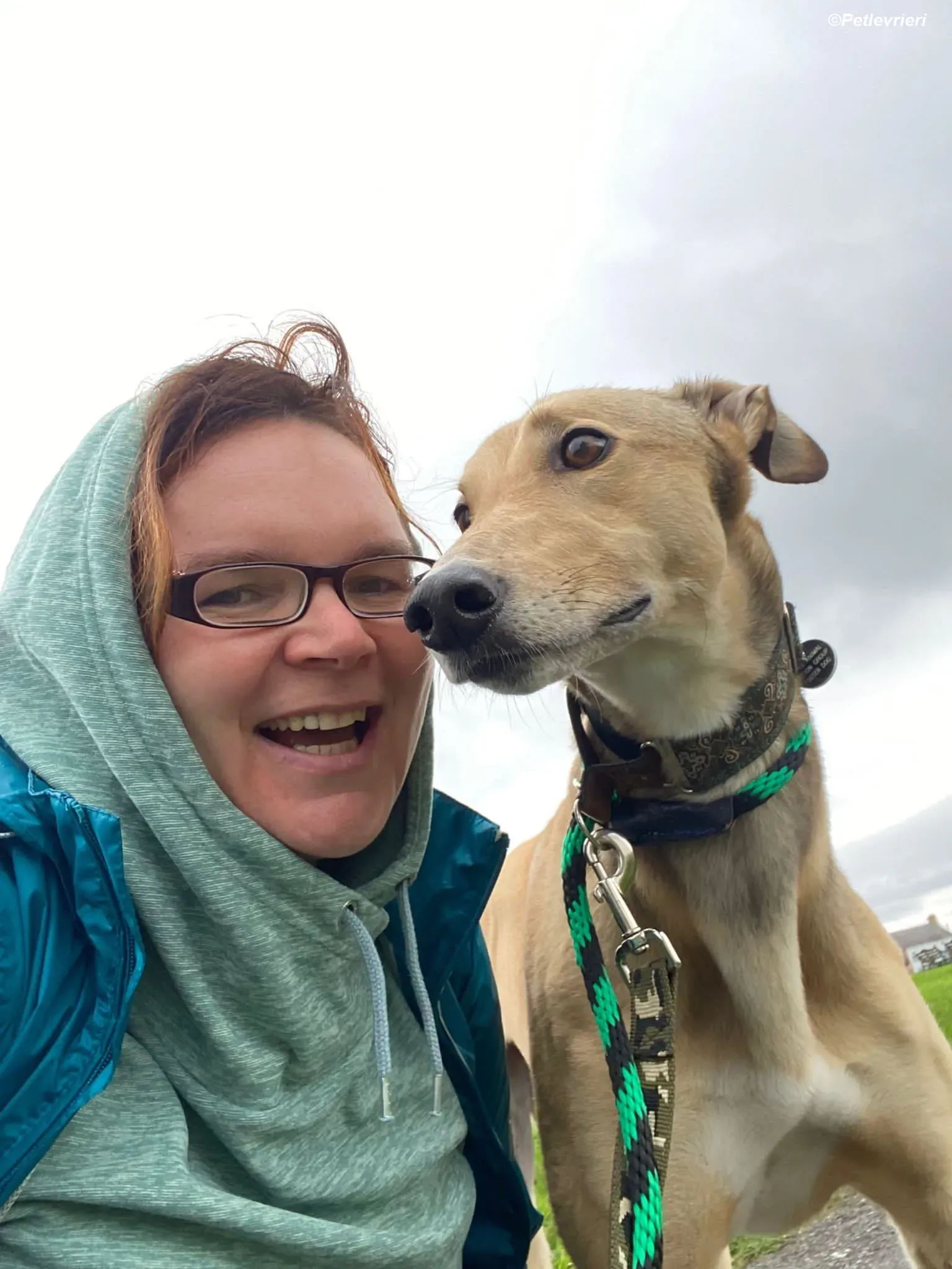 Raya adozione levrieri greyhound 7