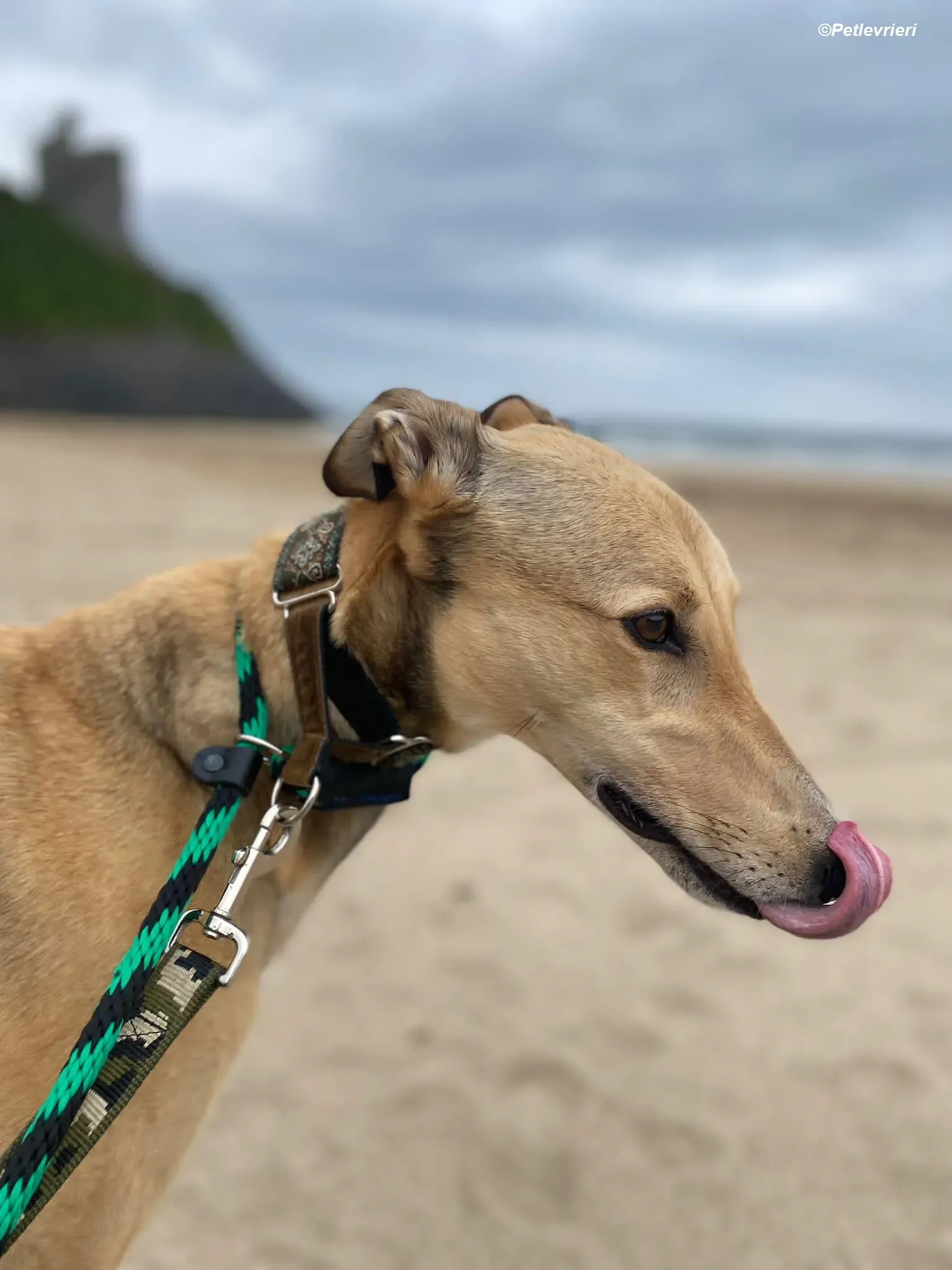 Raya adozione levrieri greyhound 9