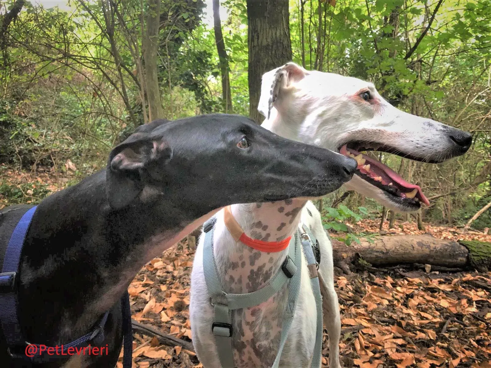 Rayo Pele adozione levrieri galgo 01 2