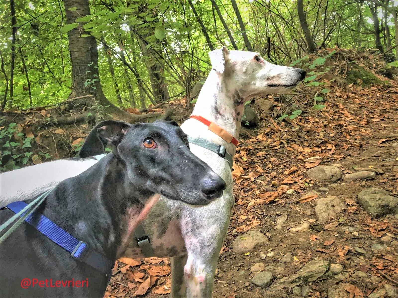 Rayo Pele adozione levrieri galgo 02 2