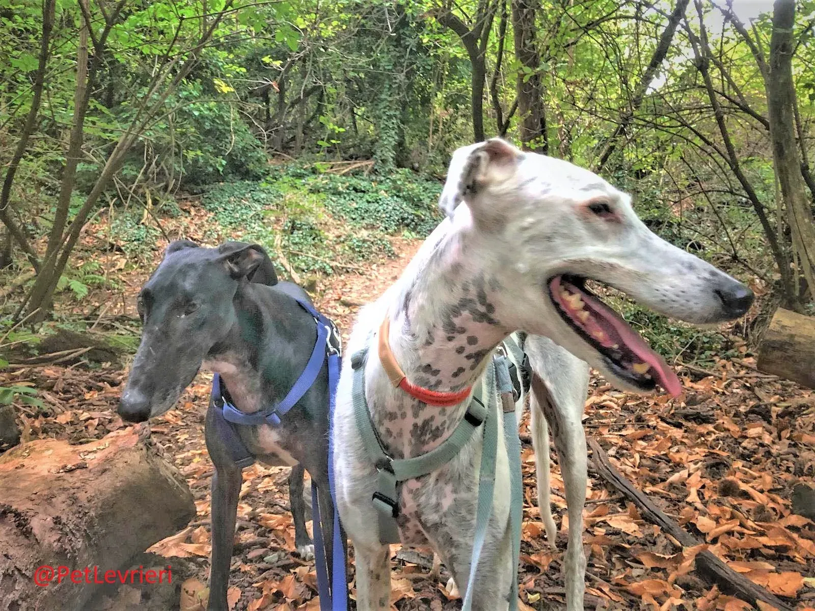 Rayo Pele adozione levrieri galgo 03 2