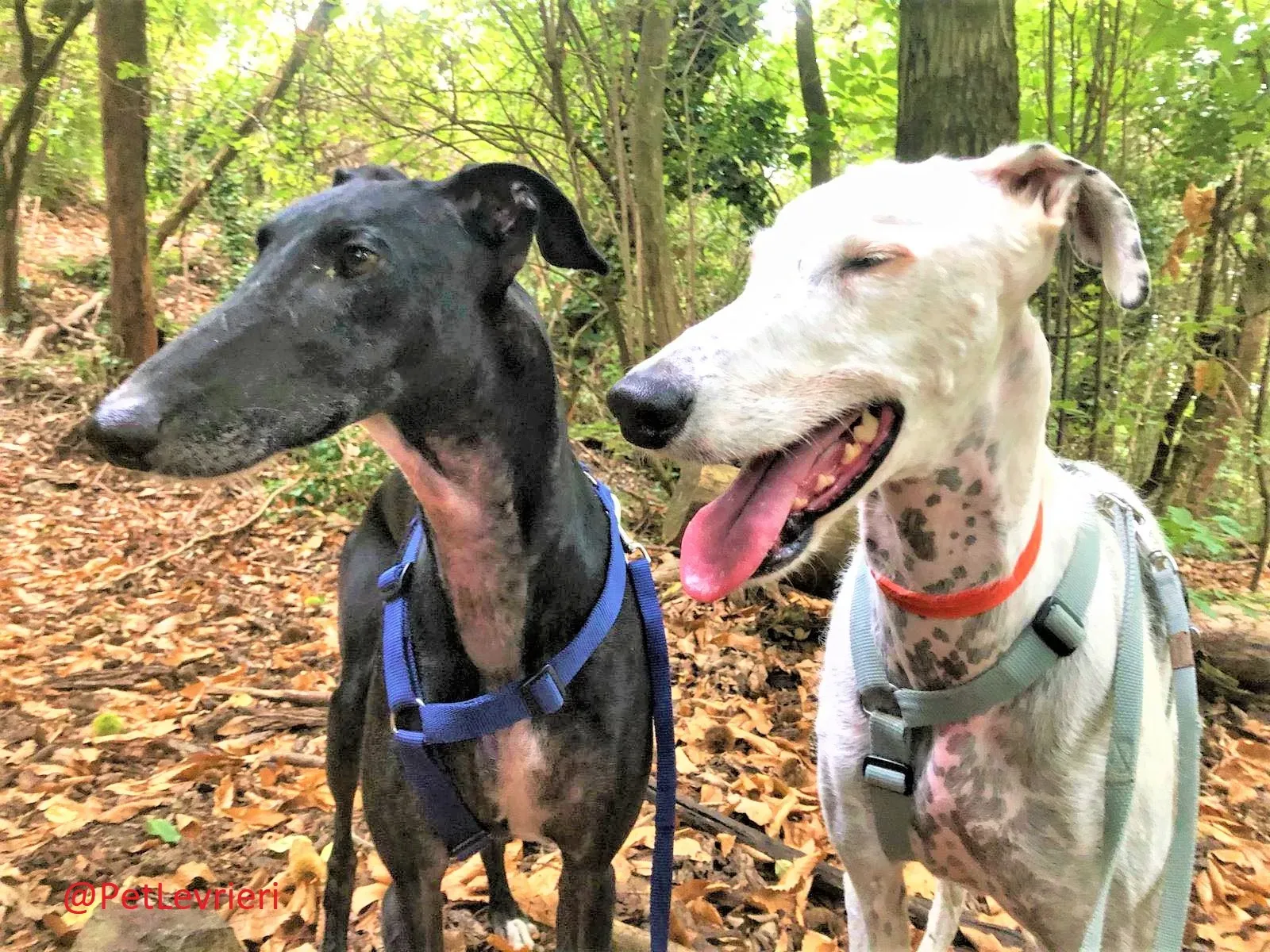 Rayo Pele adozione levrieri galgo 04 2