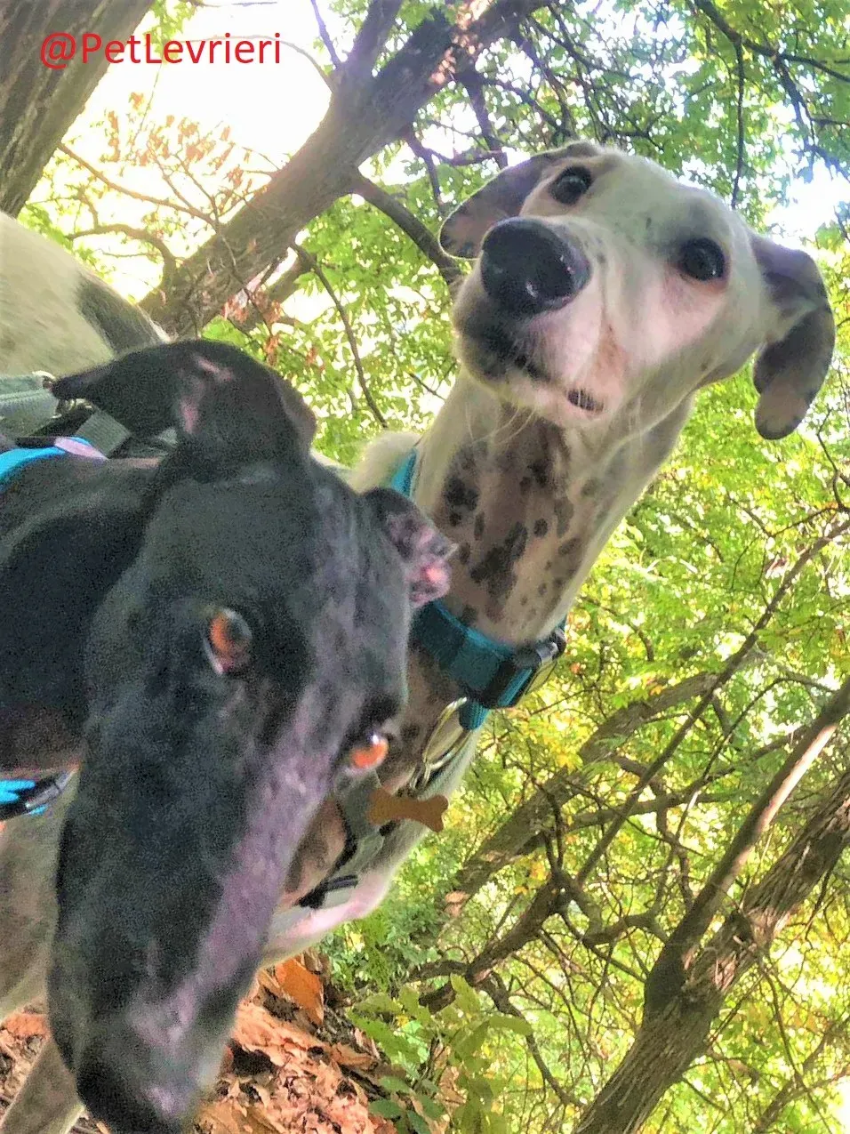 Rayo Pele adozione levrieri galgo 10 2