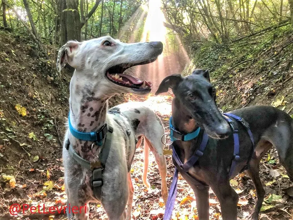 Rayo Pele adozione levrieri galgo 11 2