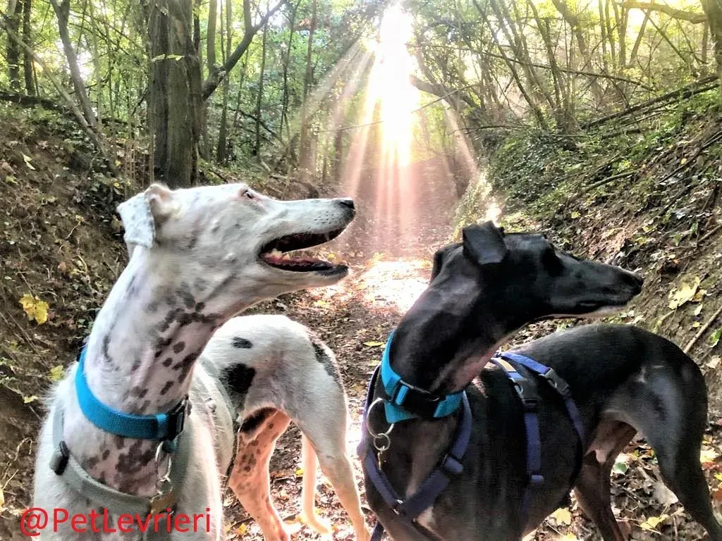 Rayo Pele adozione levrieri galgo 12 2