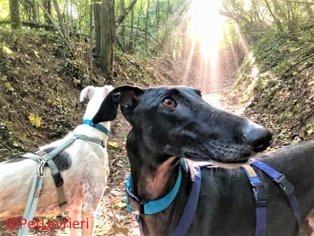 Rayo Pele adozione levrieri galgo 13 2