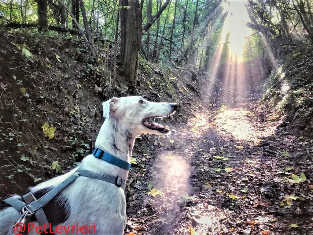 Rayo Pele adozione levrieri galgo 14 2