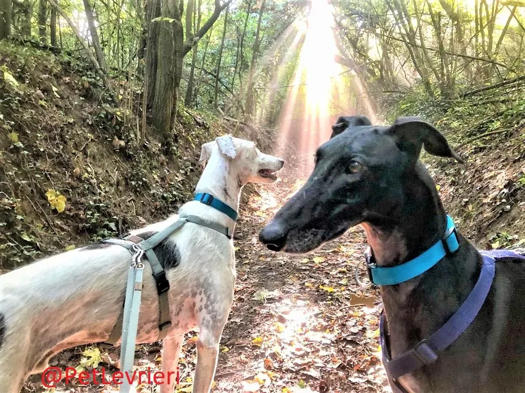 Rayo Pele adozione levrieri galgo 15 2