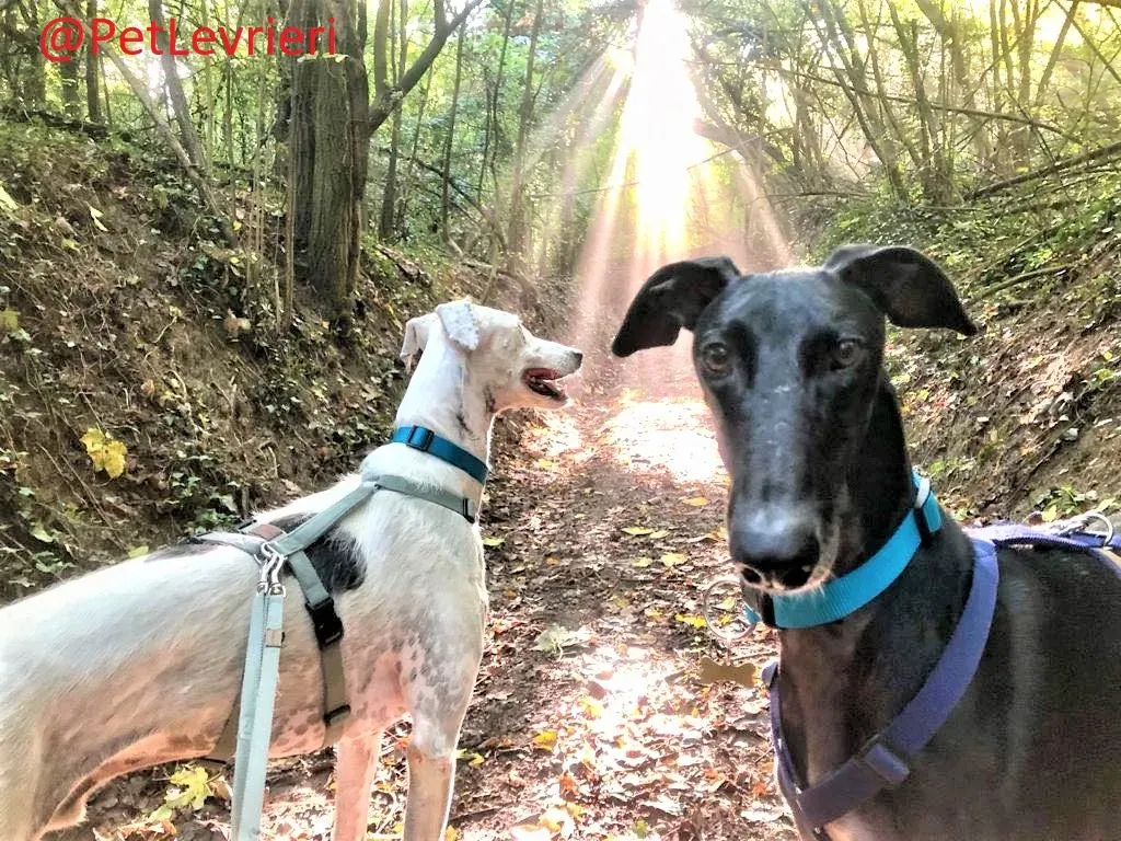 Rayo Pele adozione levrieri galgo 16 2