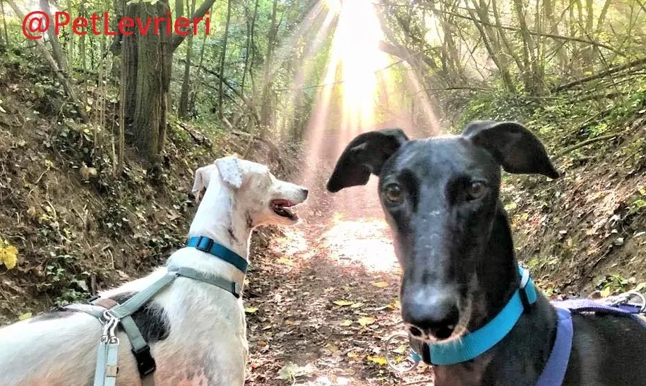 Rayo Pele adozione levrieri galgo 16 3