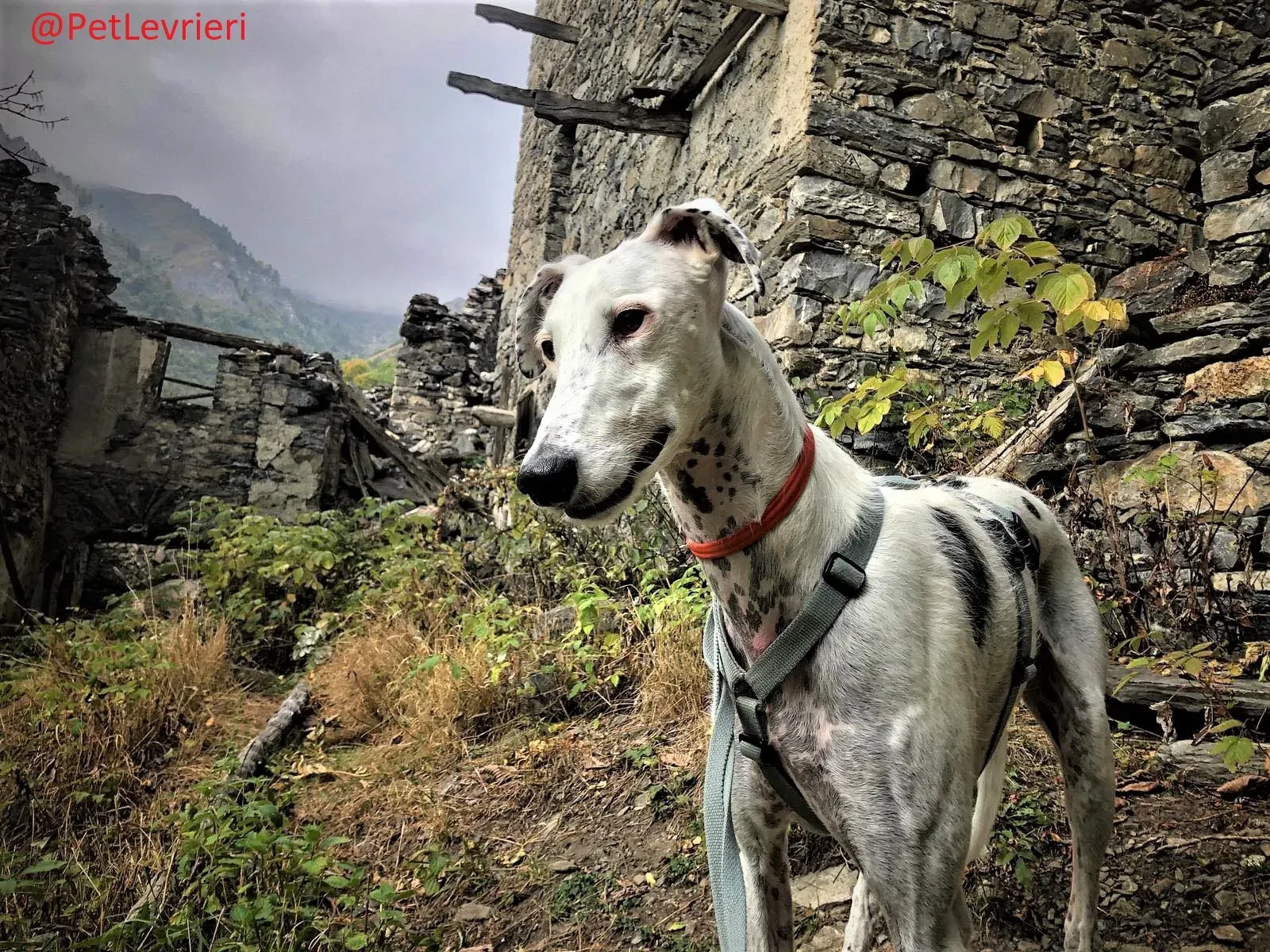 Rayo Pele adozione levrieri galgo 17 2