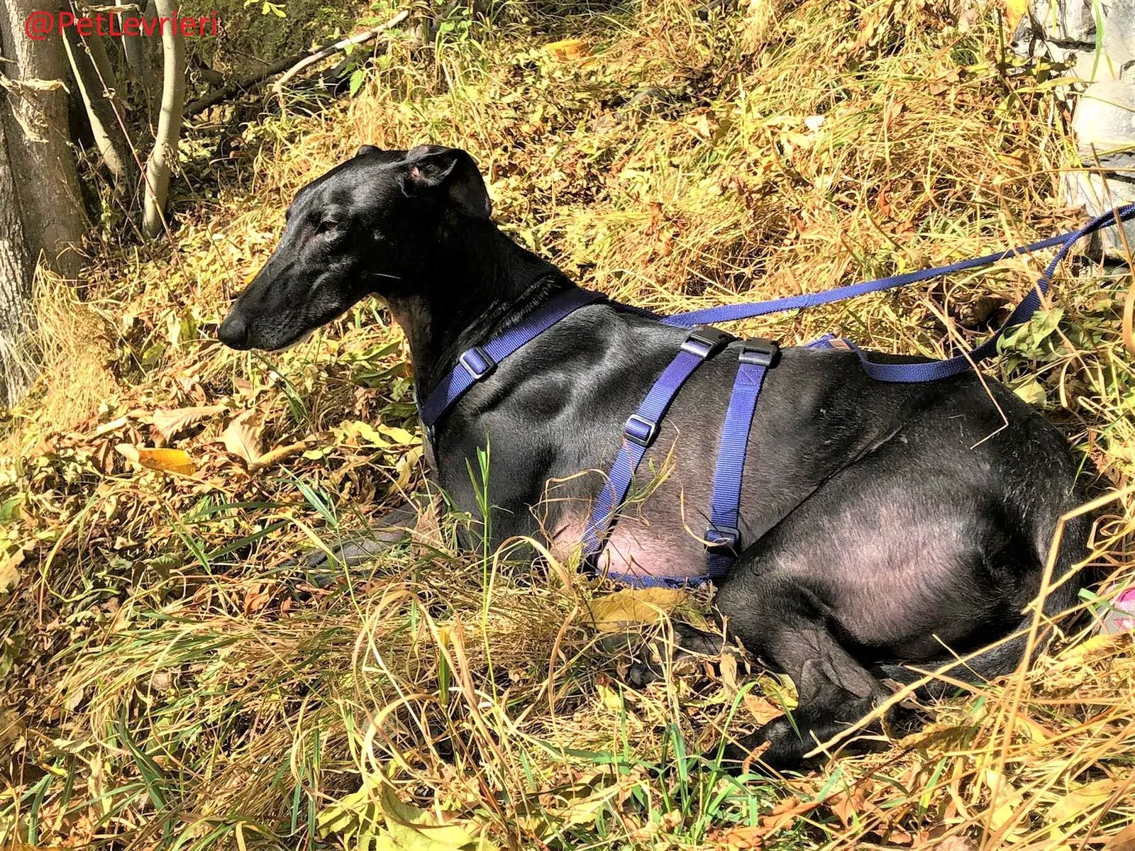 Rayo Pele adozione levrieri galgo 18 2