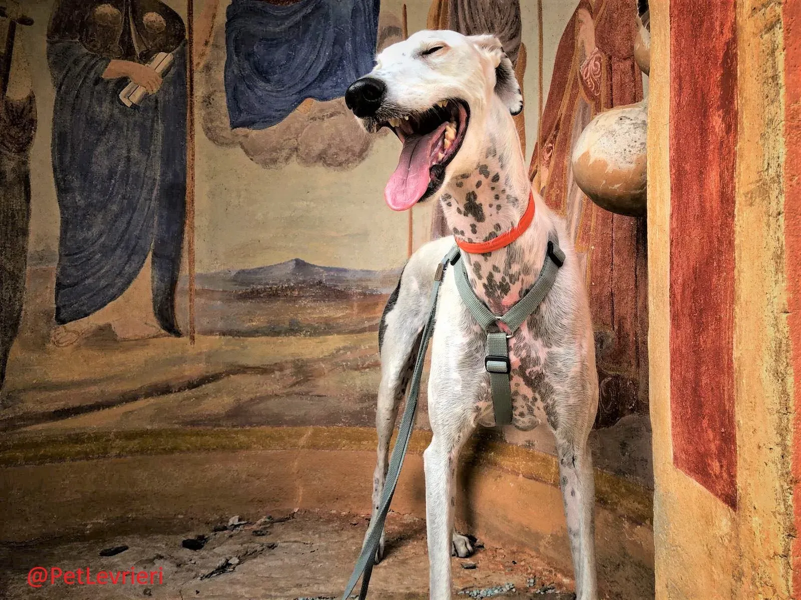 Rayo Pele adozione levrieri galgo 19 2