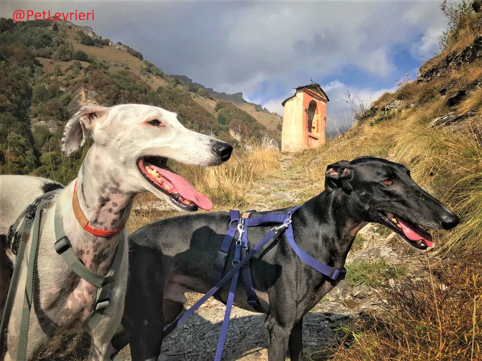 Rayo Pele adozione levrieri galgo 20 2