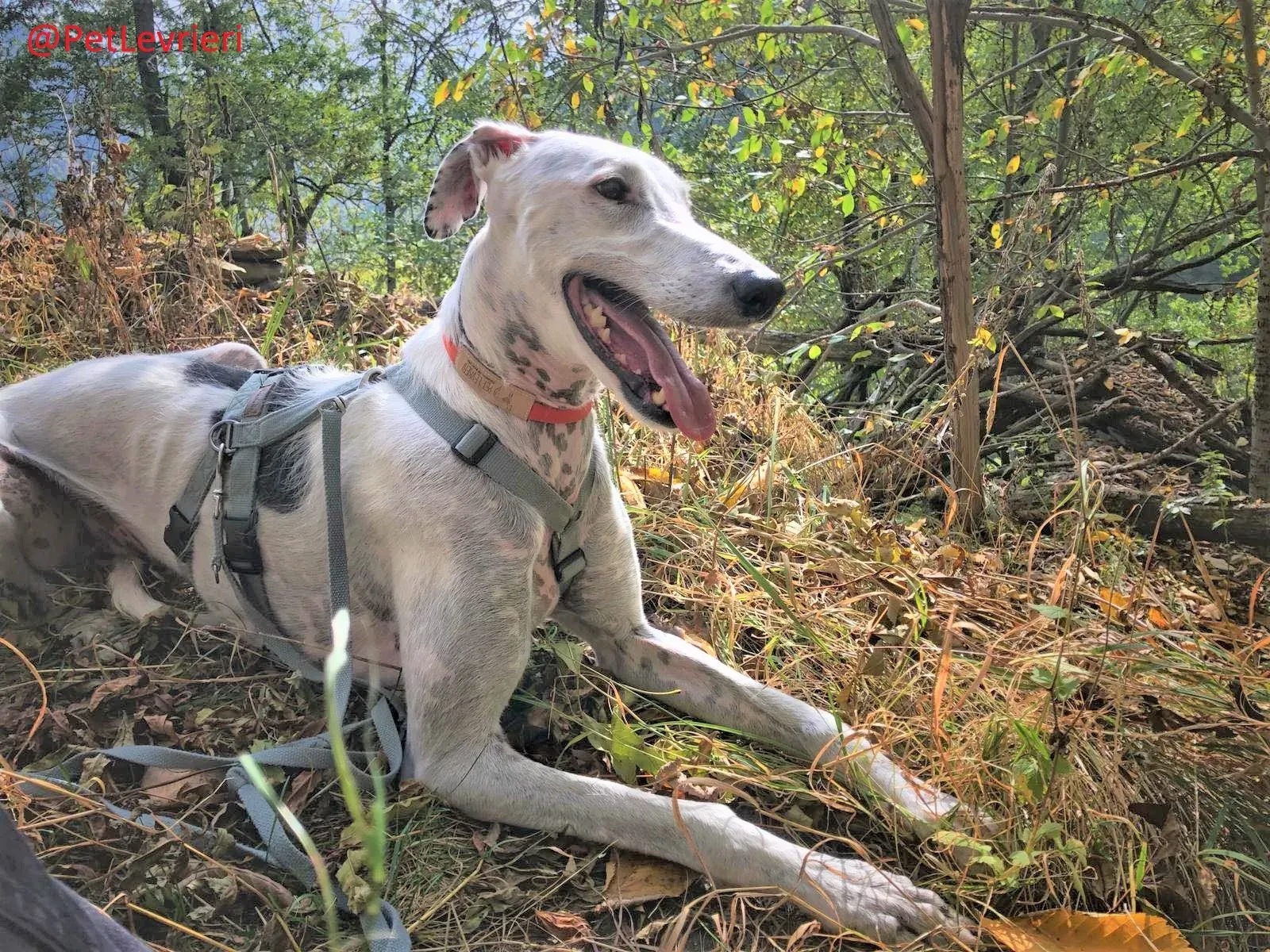 Rayo Pele adozione levrieri galgo 21 2