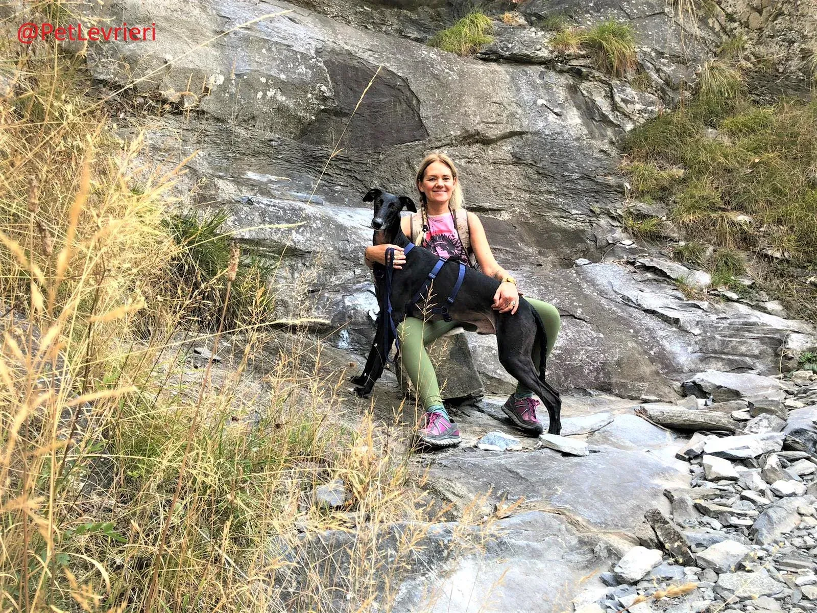 Rayo Pele adozione levrieri galgo 22 2