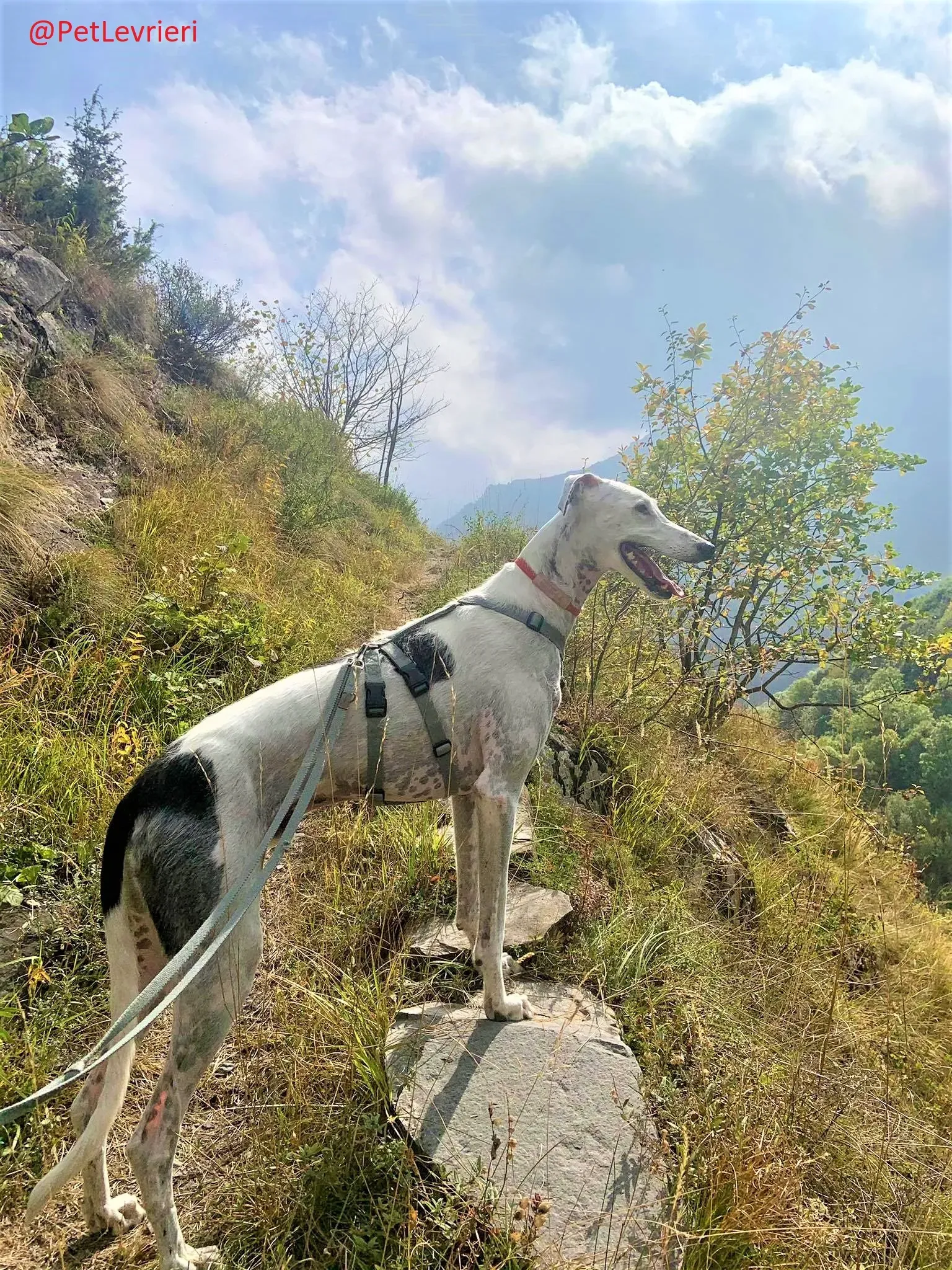 Rayo Pele adozione levrieri galgo 23 2