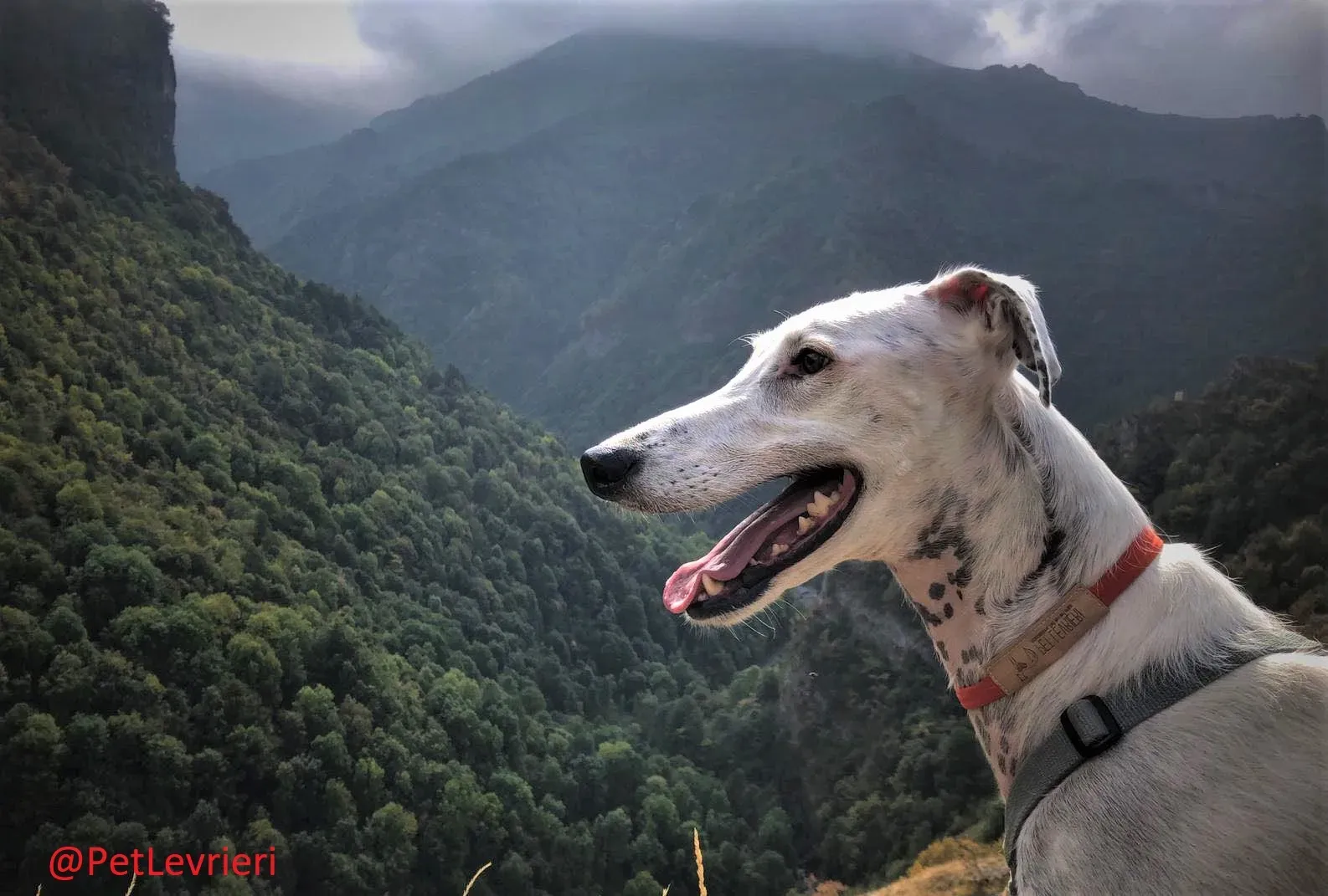 Rayo Pele adozione levrieri galgo 24 2