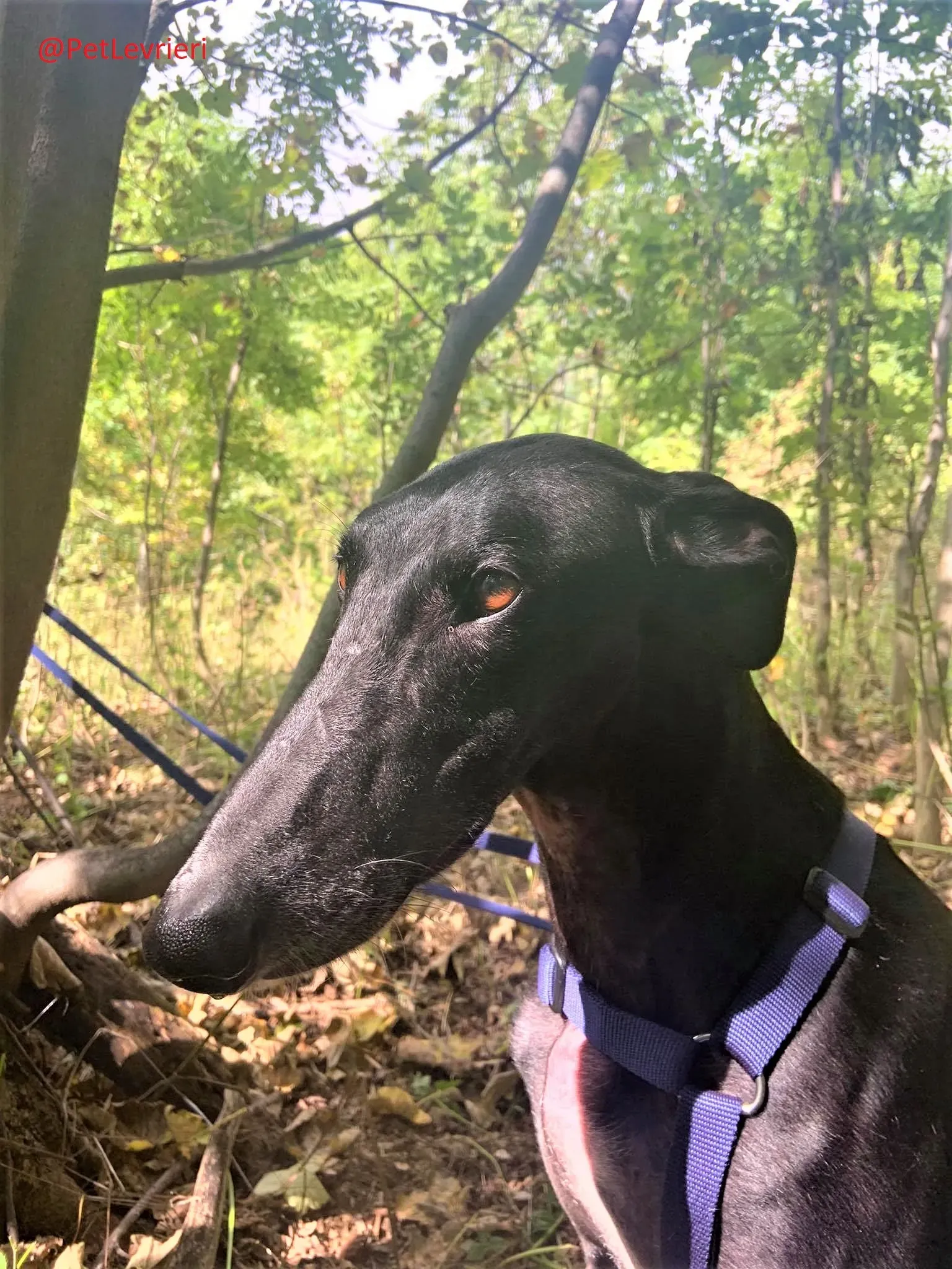 Rayo Pele adozione levrieri galgo 27 2