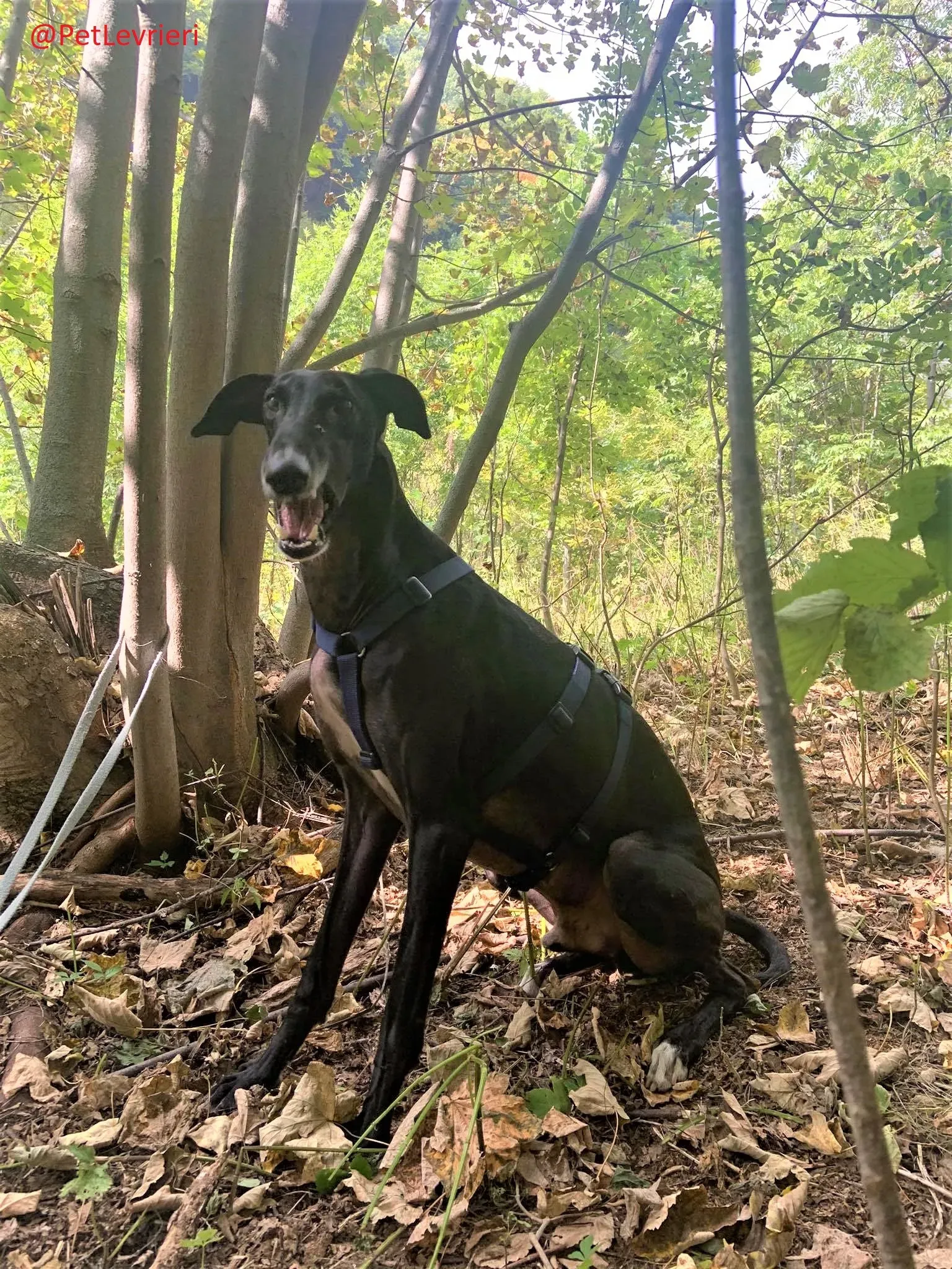 Rayo Pele adozione levrieri galgo 28 2