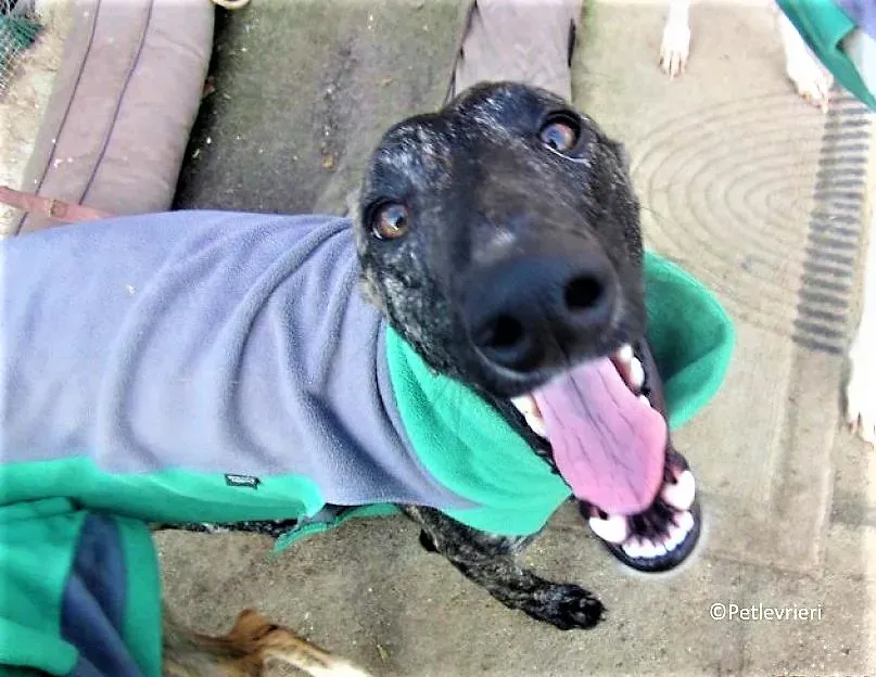 Rayo adozione levrieri galgo 02 1 2