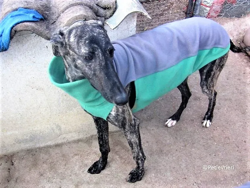 Rayo adozione levrieri galgo 03 1