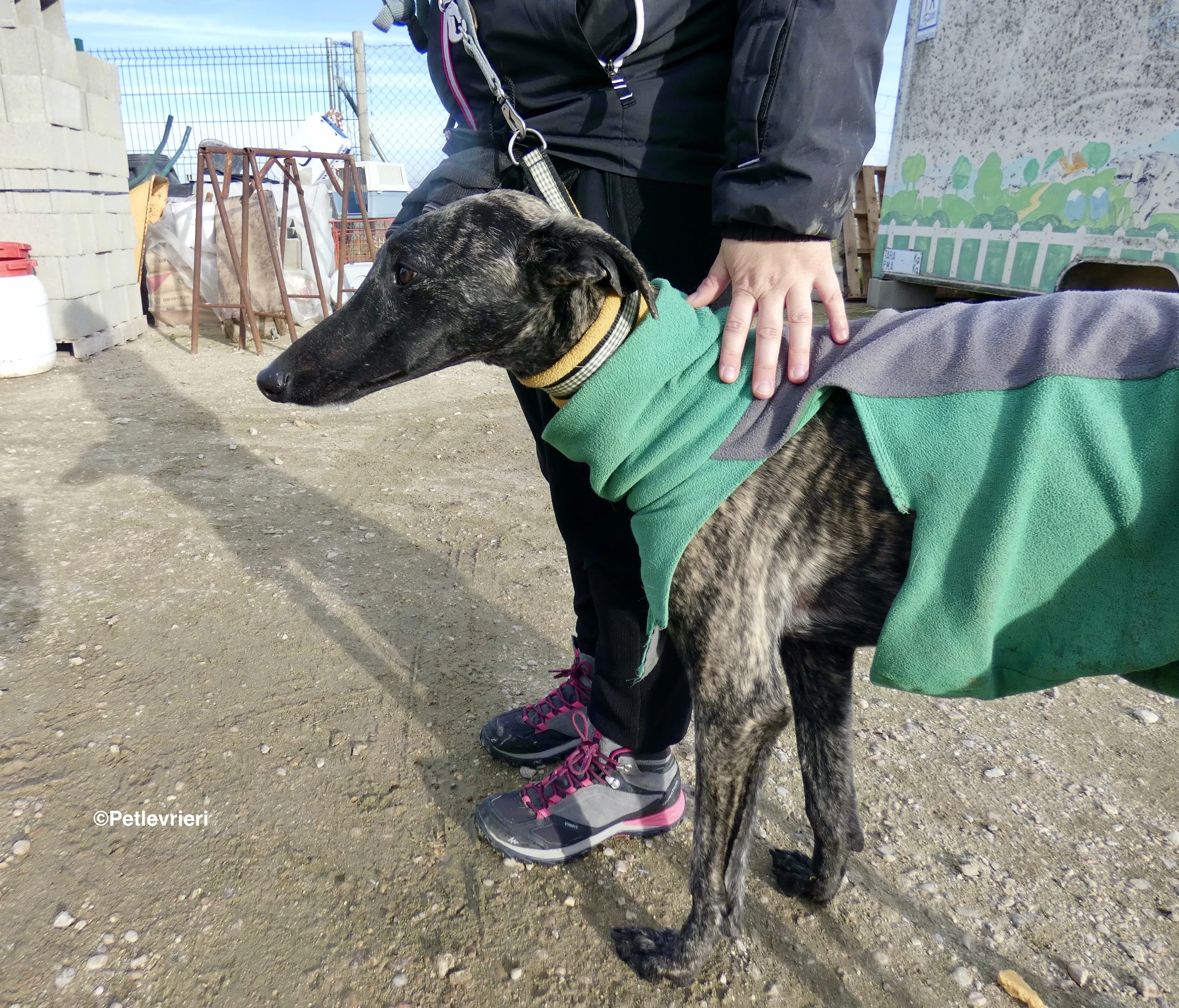 Rayo adozione levrieri galgo 03