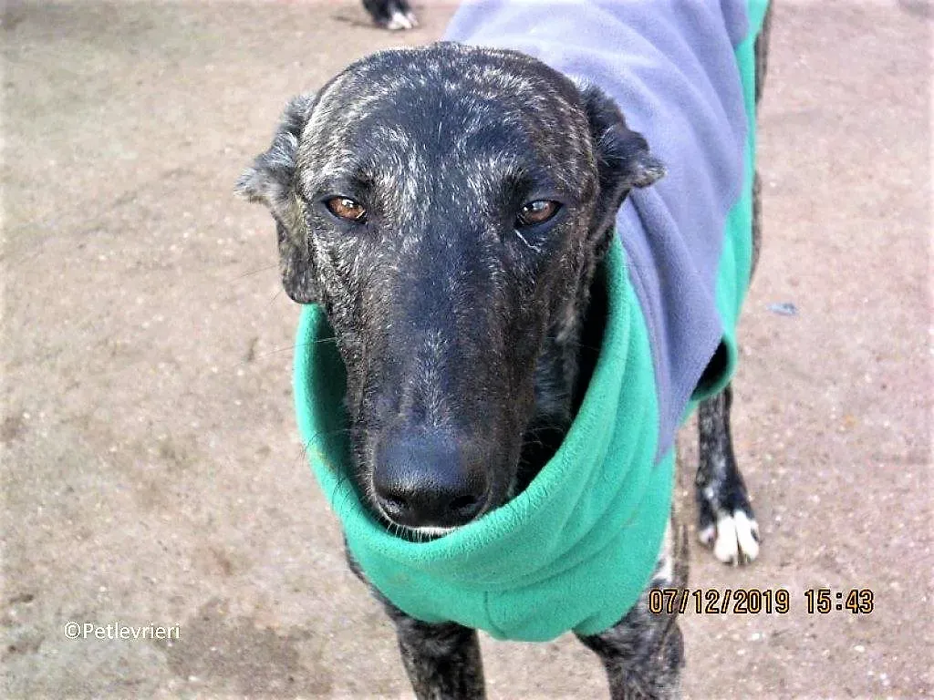 Rayo adozione levrieri galgo 04 1024x768 1