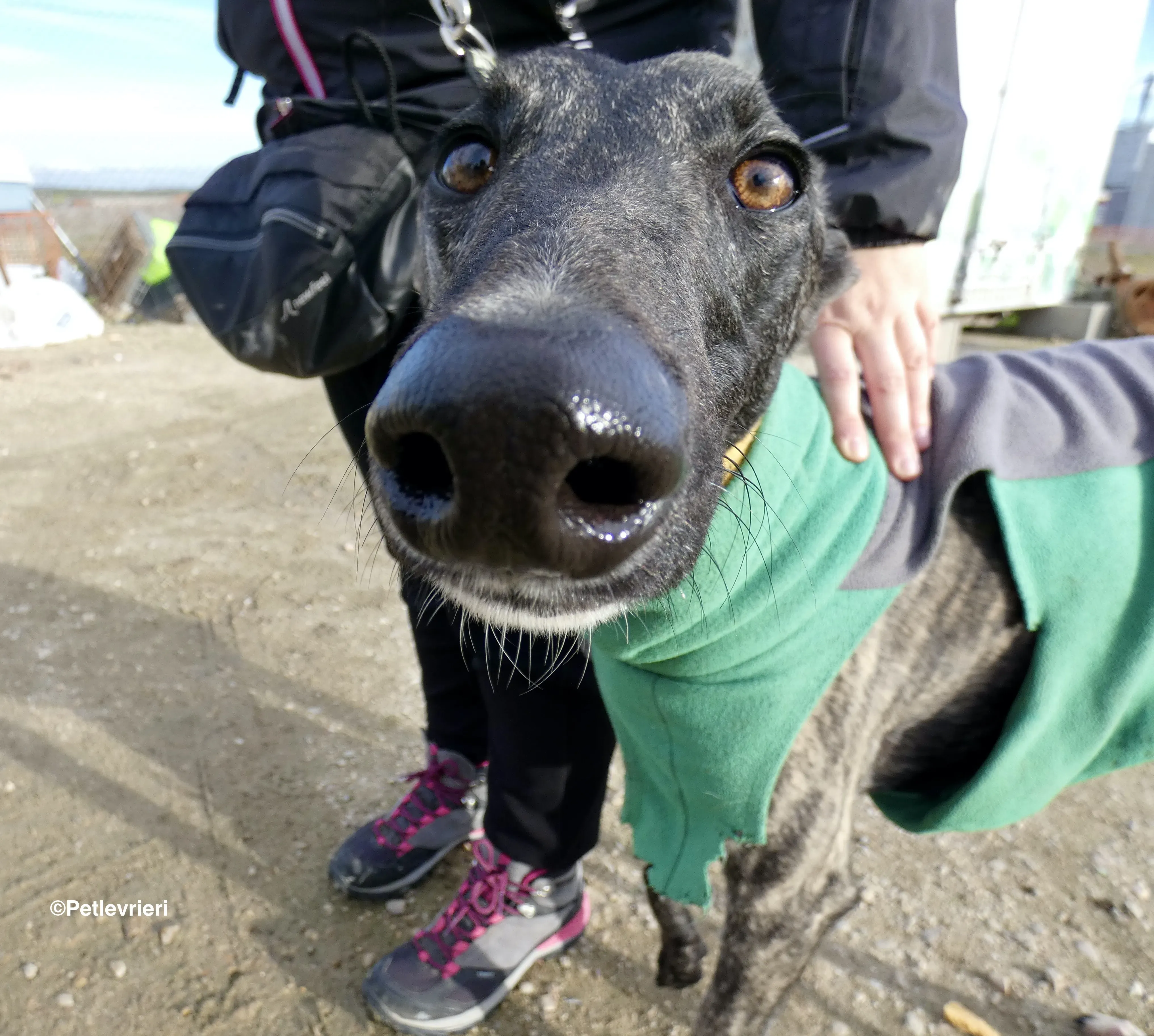 Rayo adozione levrieri galgo 04