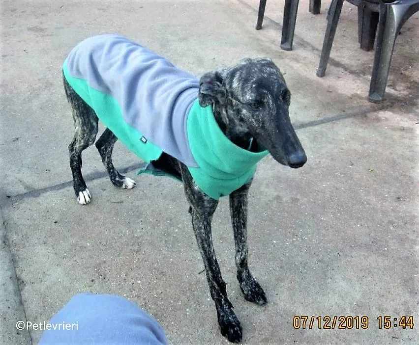 Rayo adozione levrieri galgo 05 1