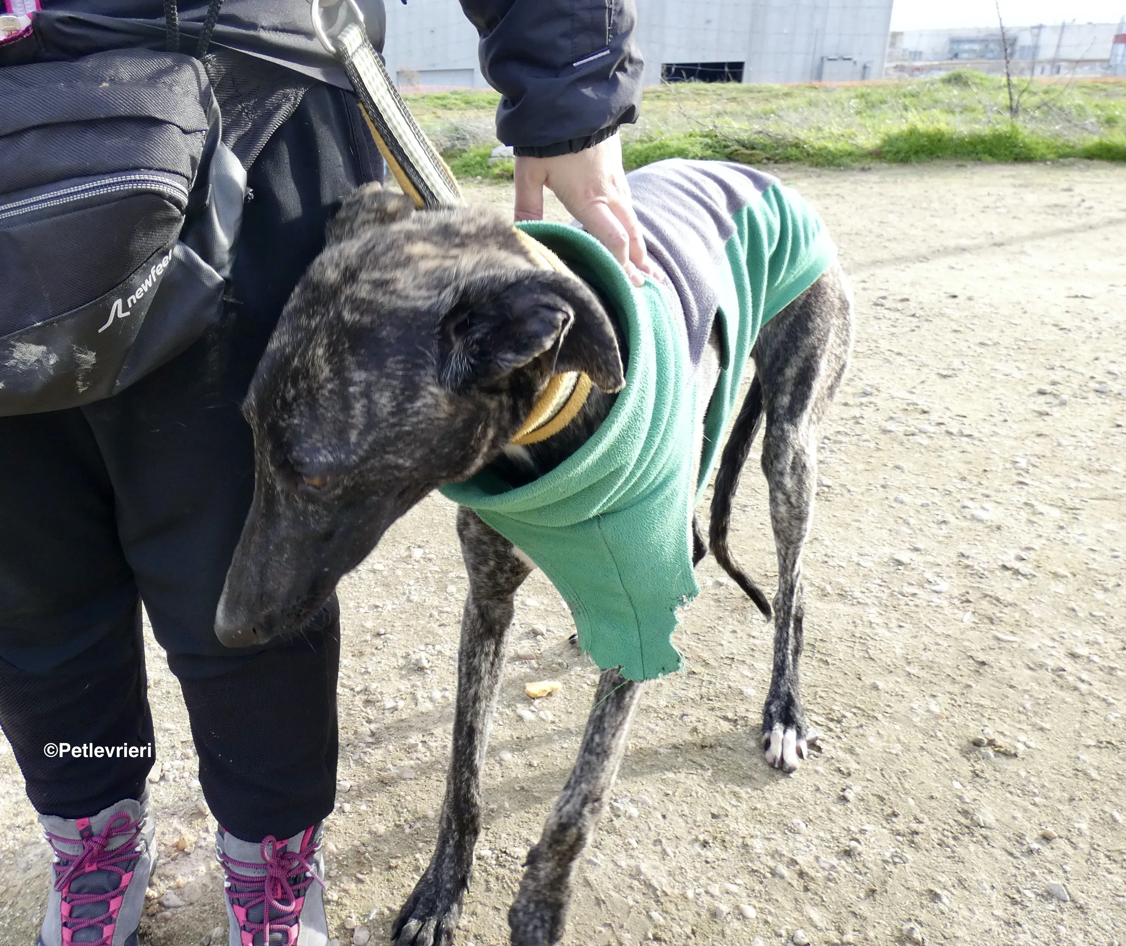 Rayo adozione levrieri galgo 05