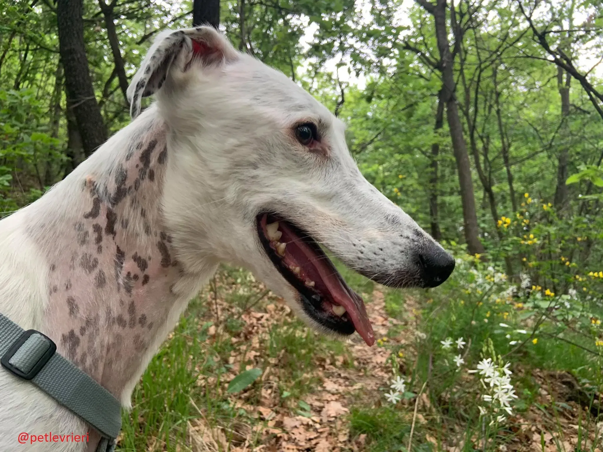 Rayo adozione levrieri galgo 20