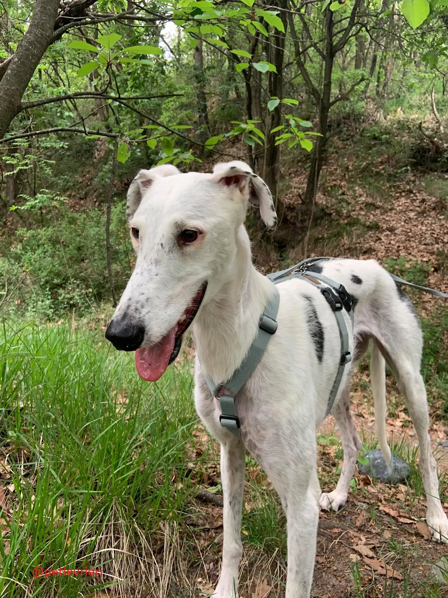 Rayo adozione levrieri galgo 21