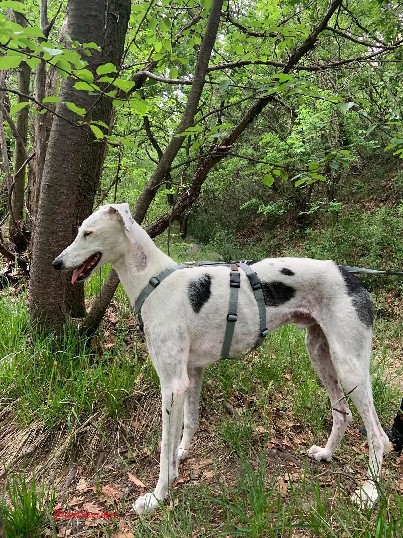 Rayo adozione levrieri galgo 22