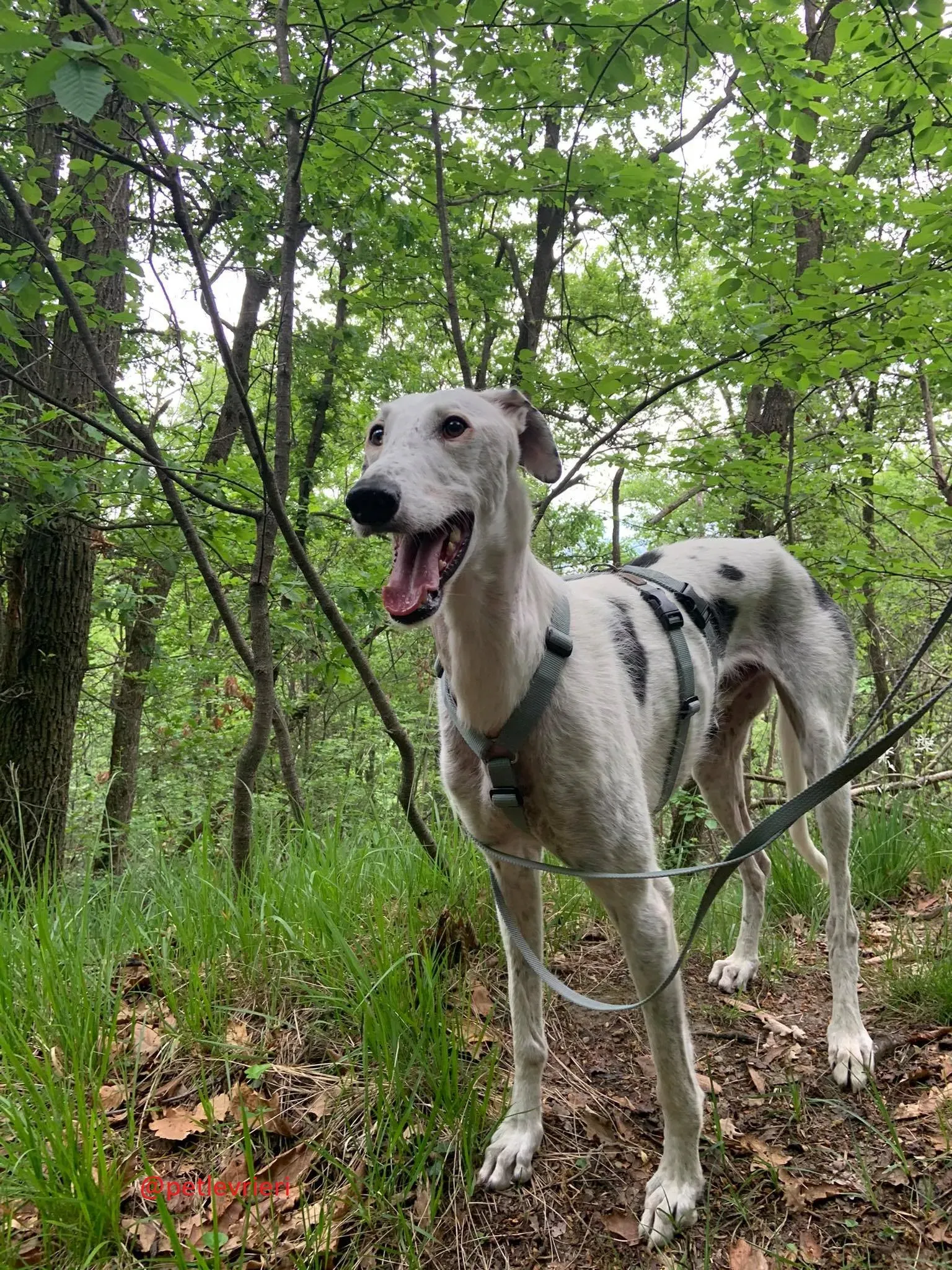 Rayo adozione levrieri galgo 23