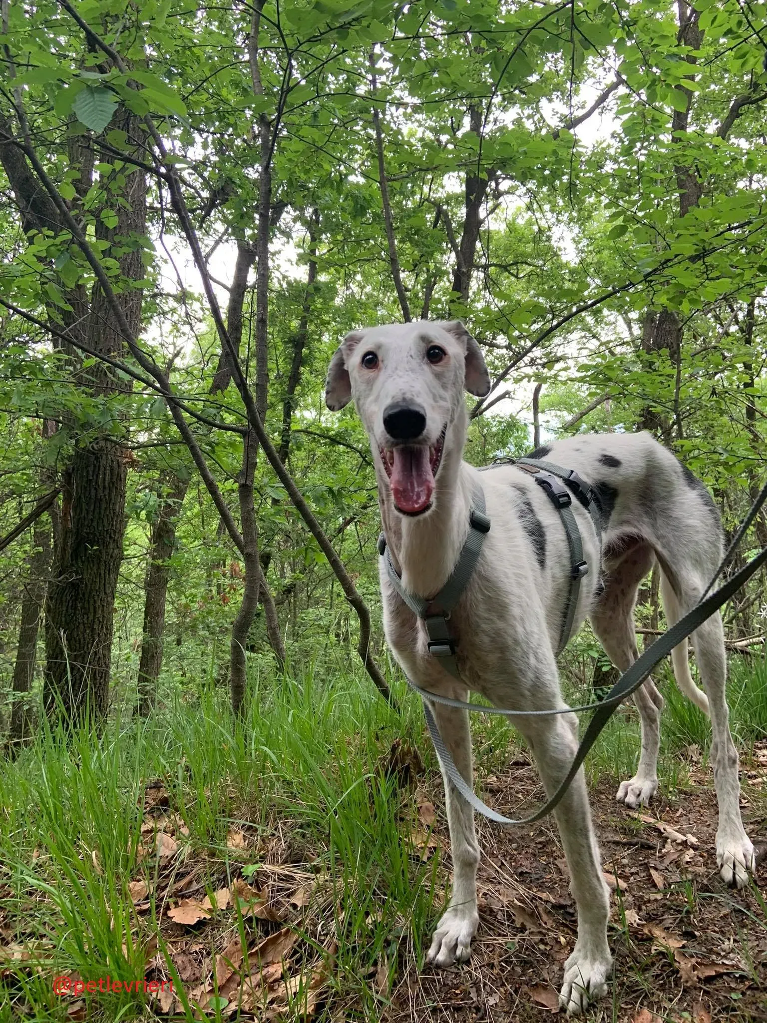 Rayo adozione levrieri galgo 24