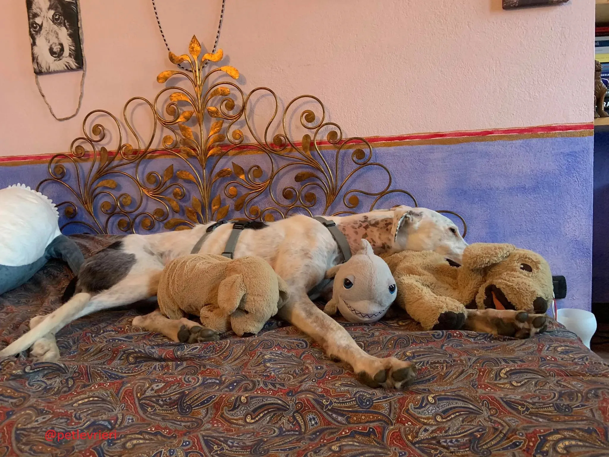 Rayo adozione levrieri galgo 25