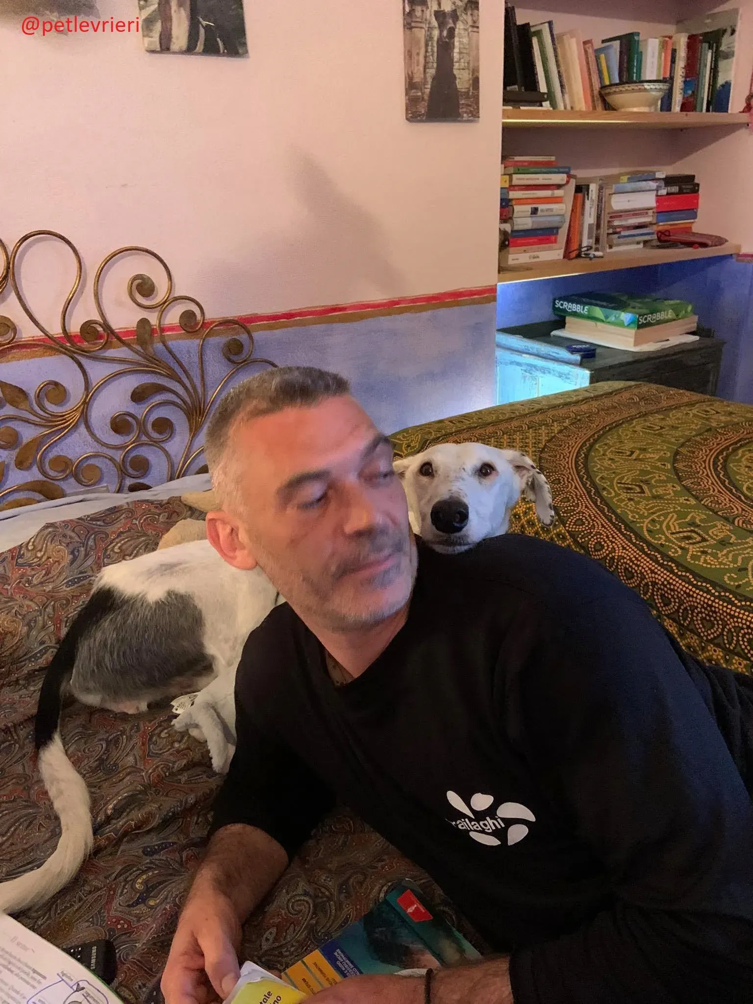 Rayo adozione levrieri galgo 26