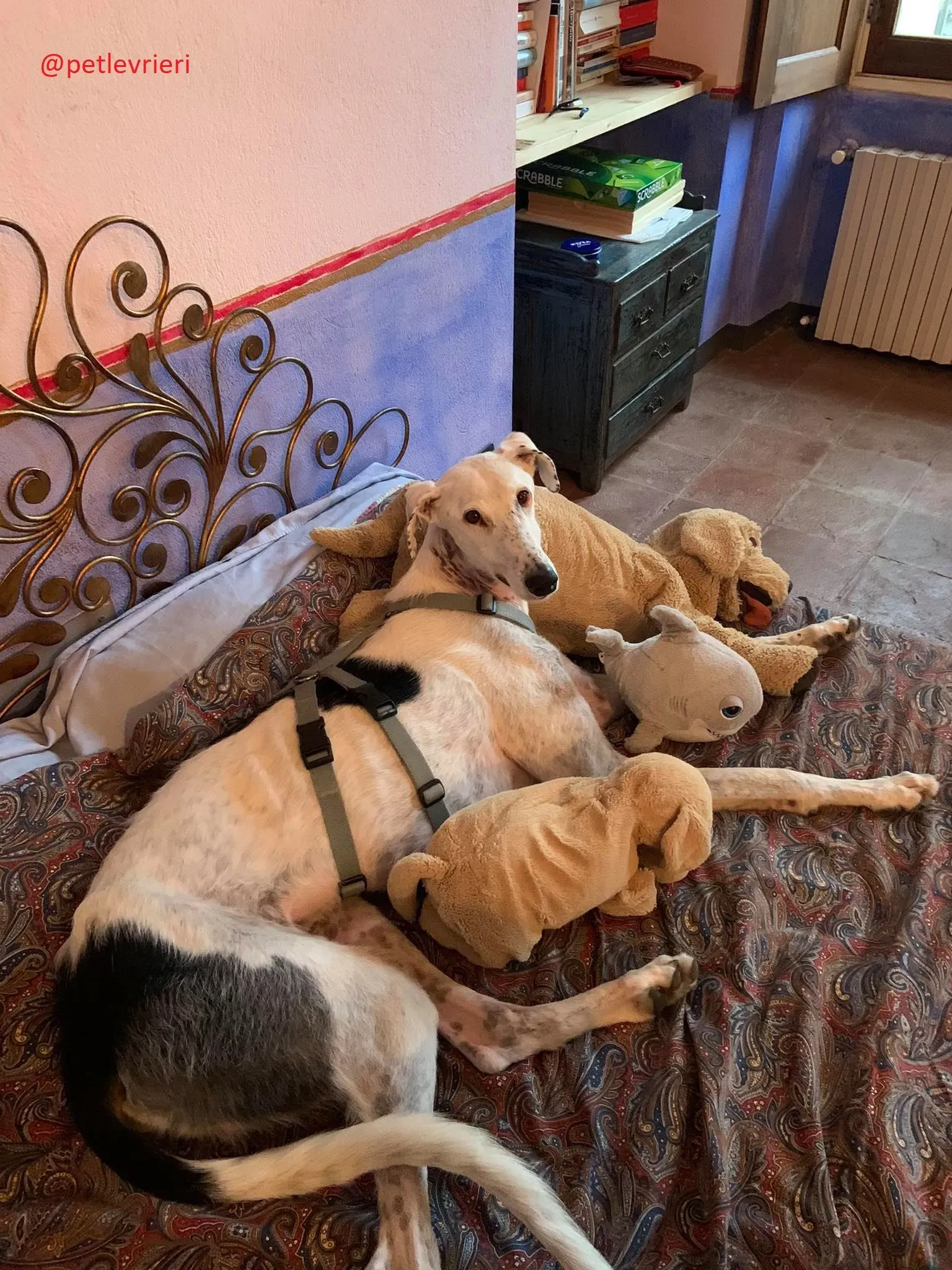 Rayo adozione levrieri galgo 27