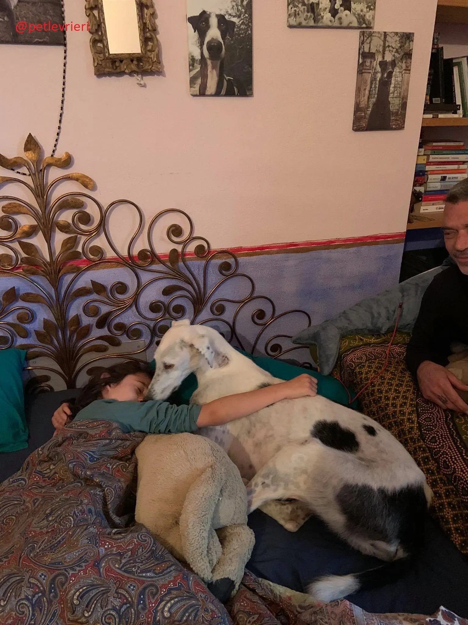 Rayo adozione levrieri galgo 28