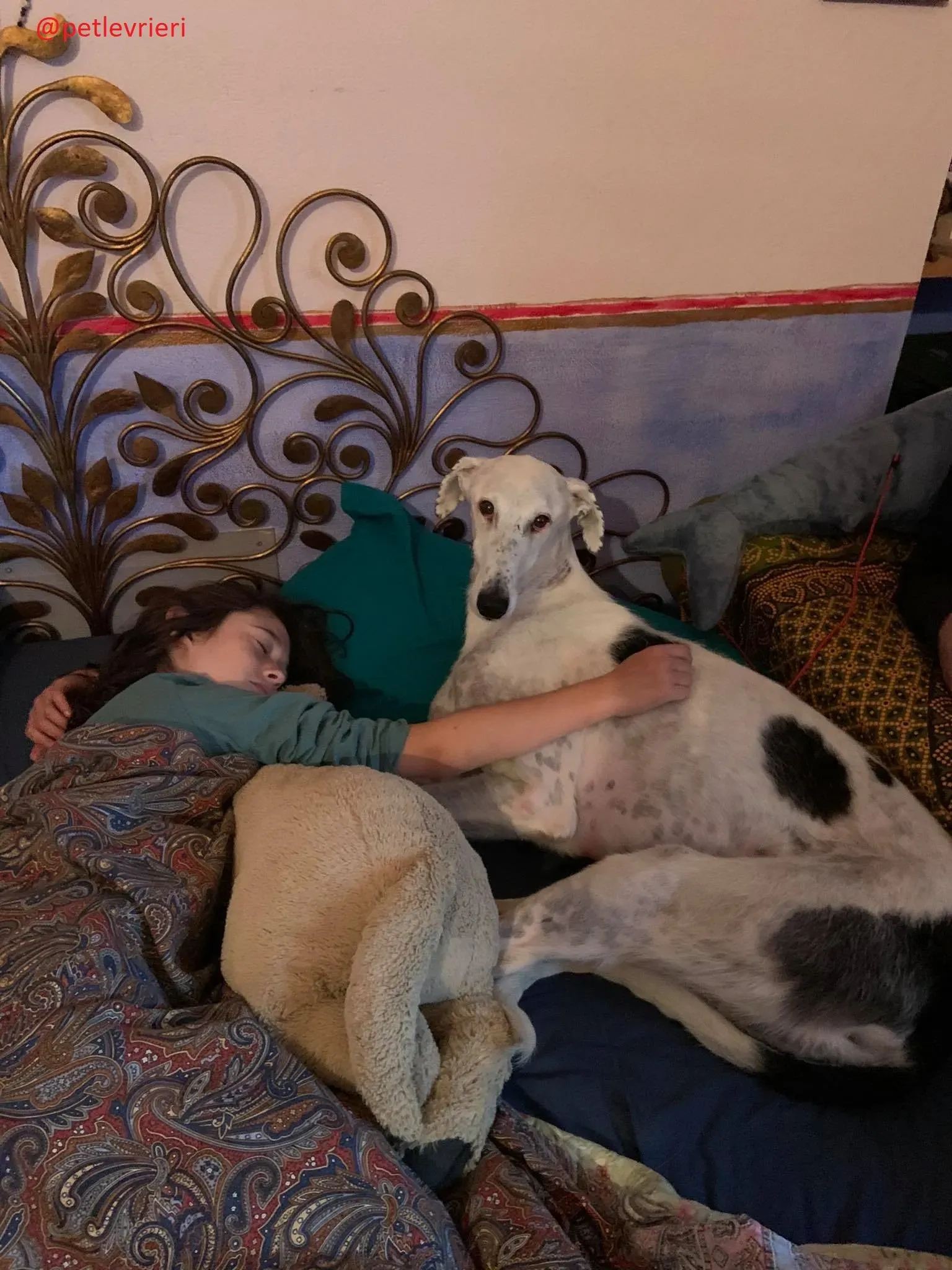 Rayo adozione levrieri galgo 29