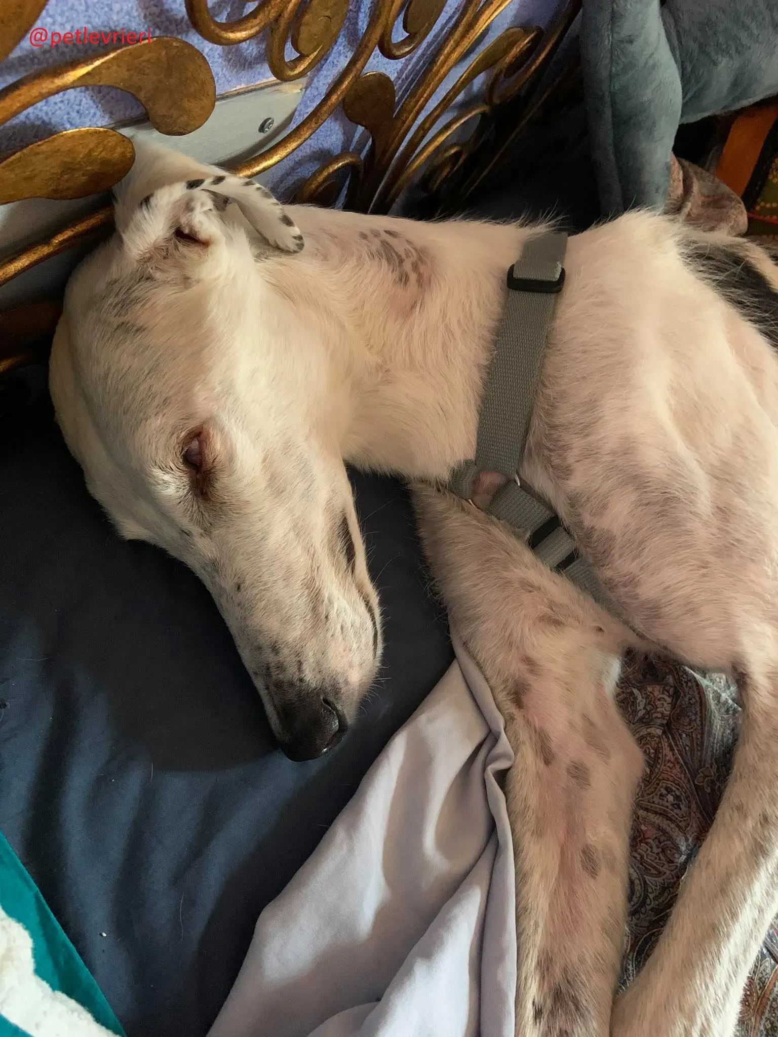 Rayo adozione levrieri galgo 30