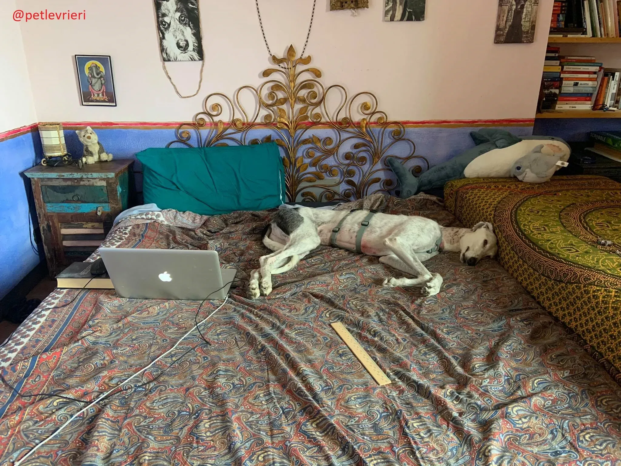 Rayo adozione levrieri galgo 31