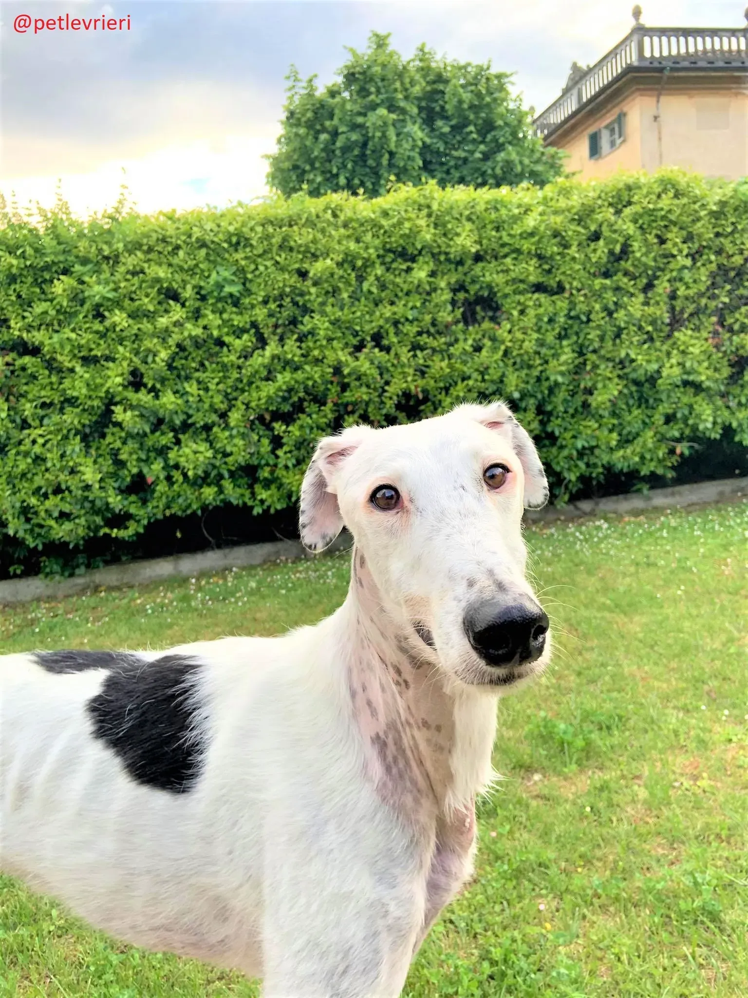 Rayo adozione levrieri galgo 32 2