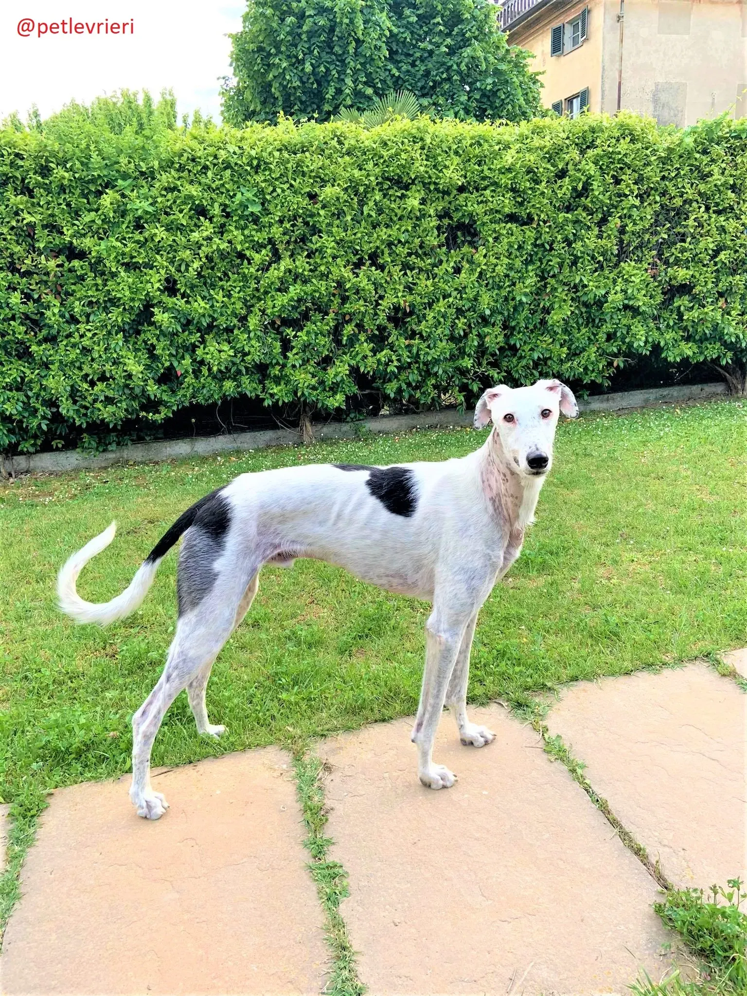 Rayo adozione levrieri galgo 33 2